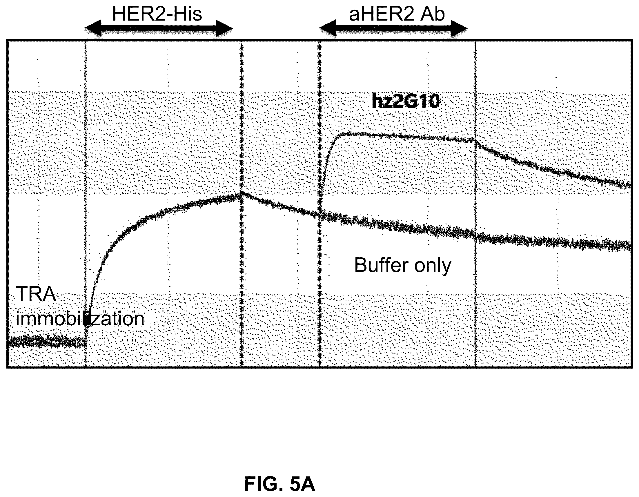Patent US12410261 Figure 8 – Anti-HER2 antibody or antigen-binding fragment thereof, and chimeric antigen receptor comprising same