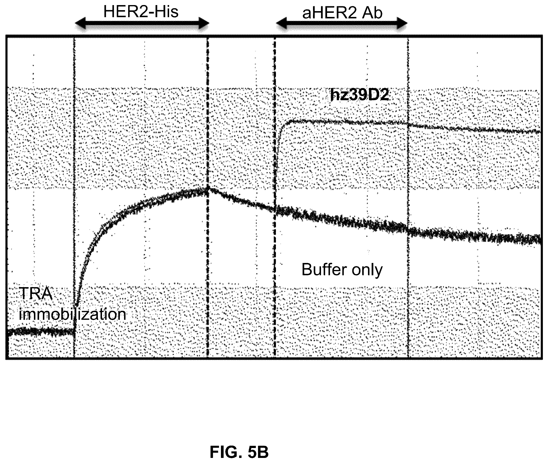 Patent US12410261 Figure 9 – Anti-HER2 antibody or antigen-binding fragment thereof, and chimeric antigen receptor comprising same