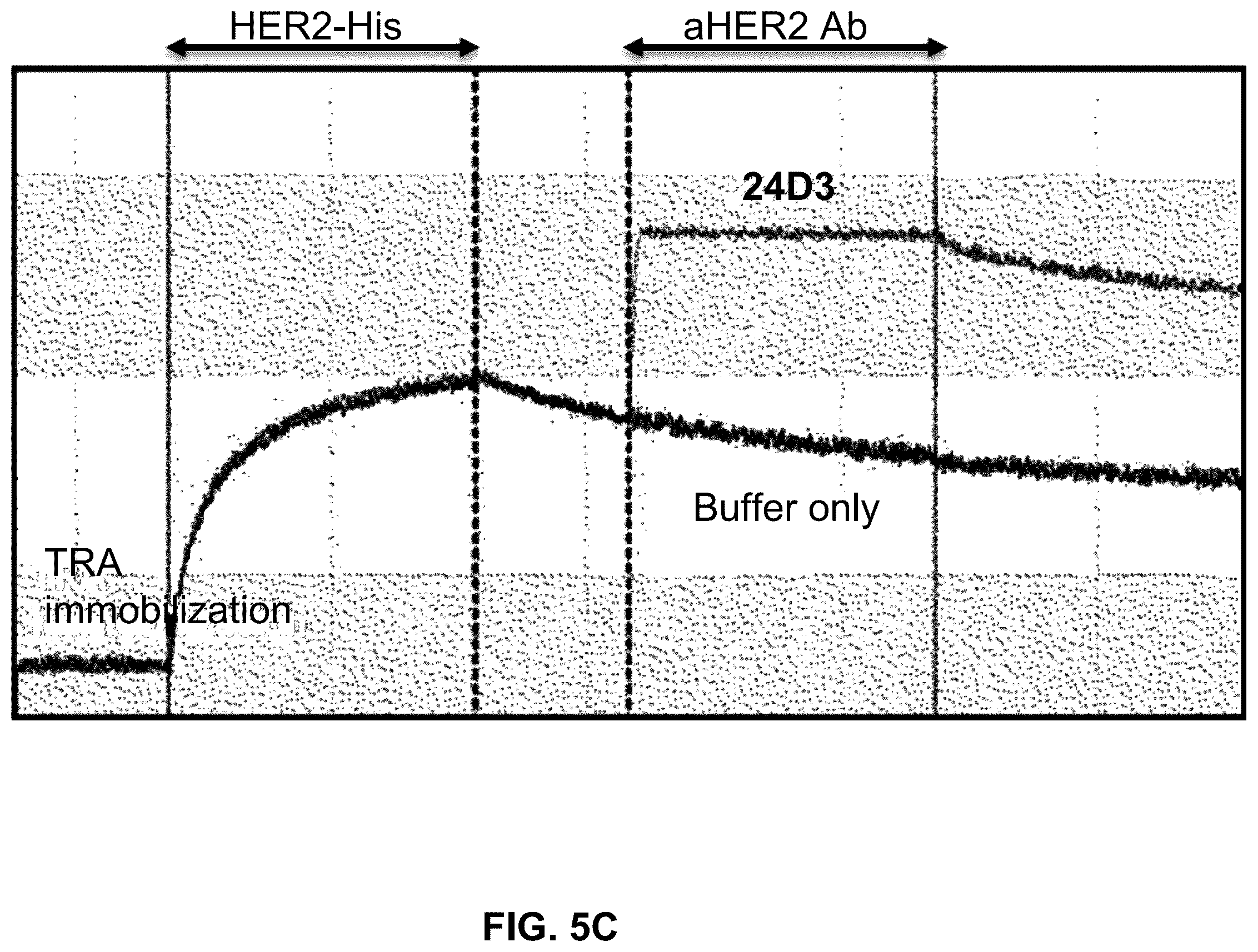 Patent US12410261 Figure 10 – Anti-HER2 antibody or antigen-binding fragment thereof, and chimeric antigen receptor comprising same