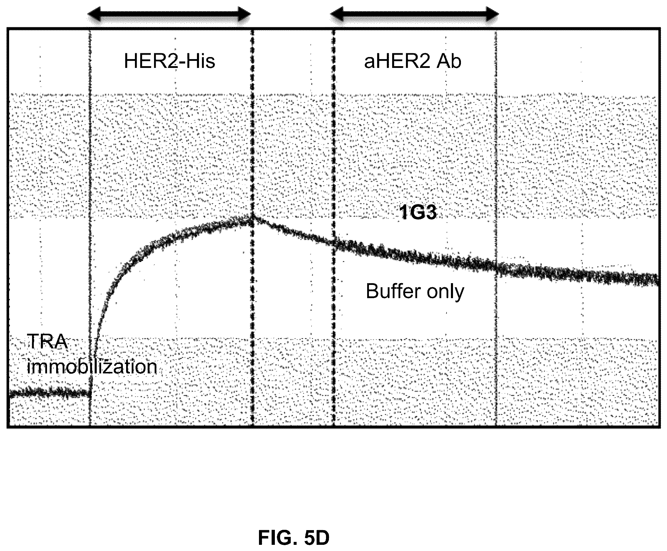 Patent US12410261 Figure 11 – Anti-HER2 antibody or antigen-binding fragment thereof, and chimeric antigen receptor comprising same