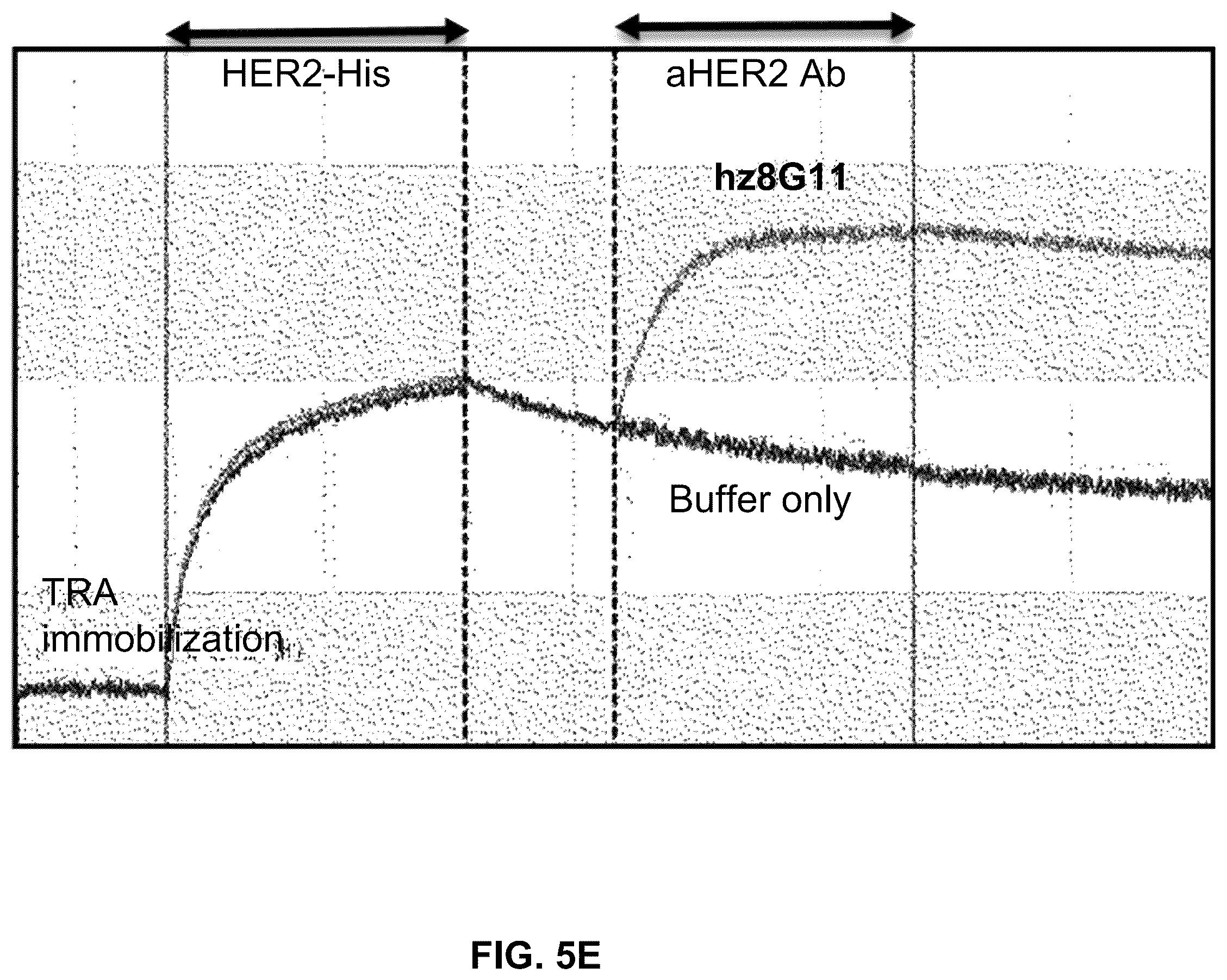 Patent US12410261 Figure 12 – Anti-HER2 antibody or antigen-binding fragment thereof, and chimeric antigen receptor comprising same