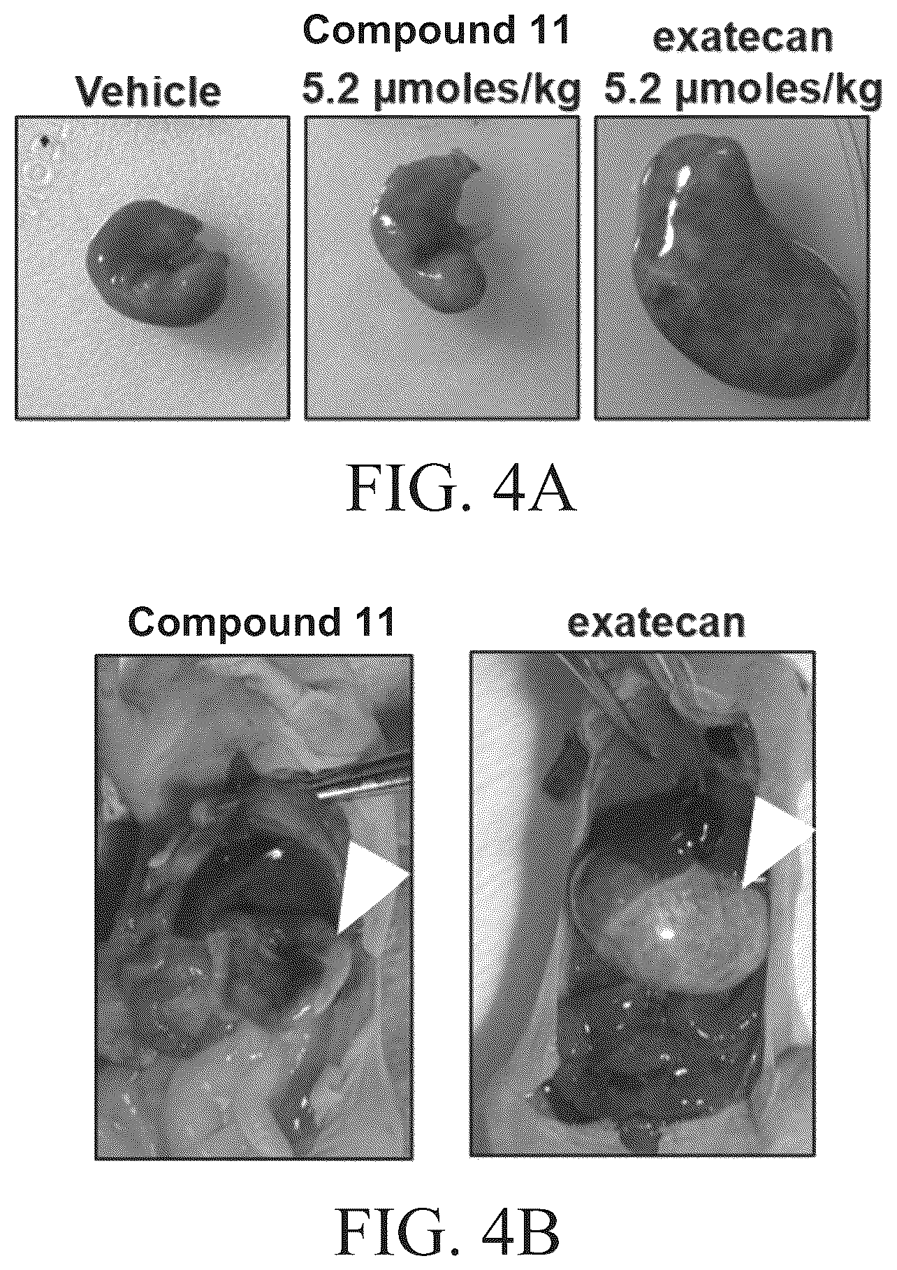 Patent US12410262 Figure 4 – Peptide conjugates of cytotoxins as therapeutics