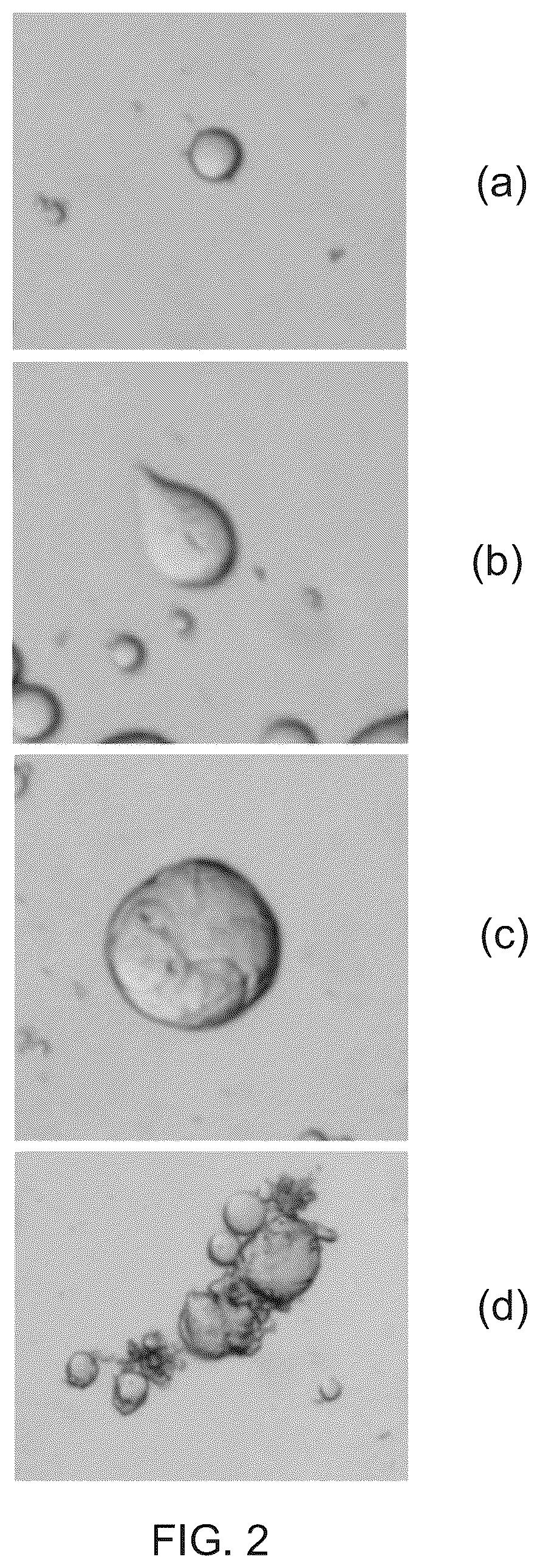 Patent US12410285 Figure 2 – Biopolymer particle preparation
