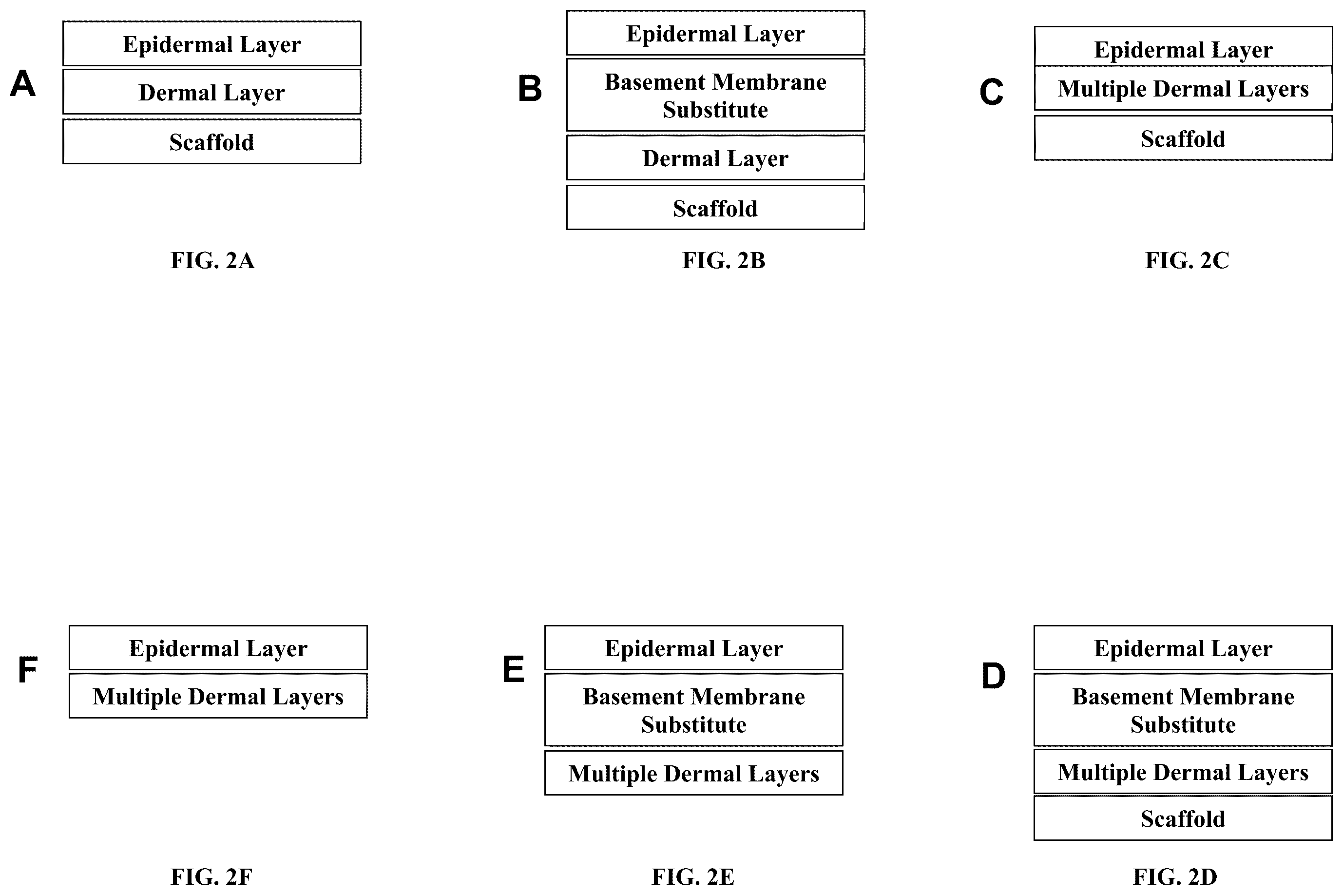 Patent US12410317 Figure 2 – Engineered skin equivalent, method of manufacture thereof and products derived therefrom