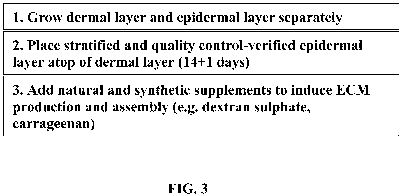 Patent US12410317 Figure 3 – Engineered skin equivalent, method of manufacture thereof and products derived therefrom