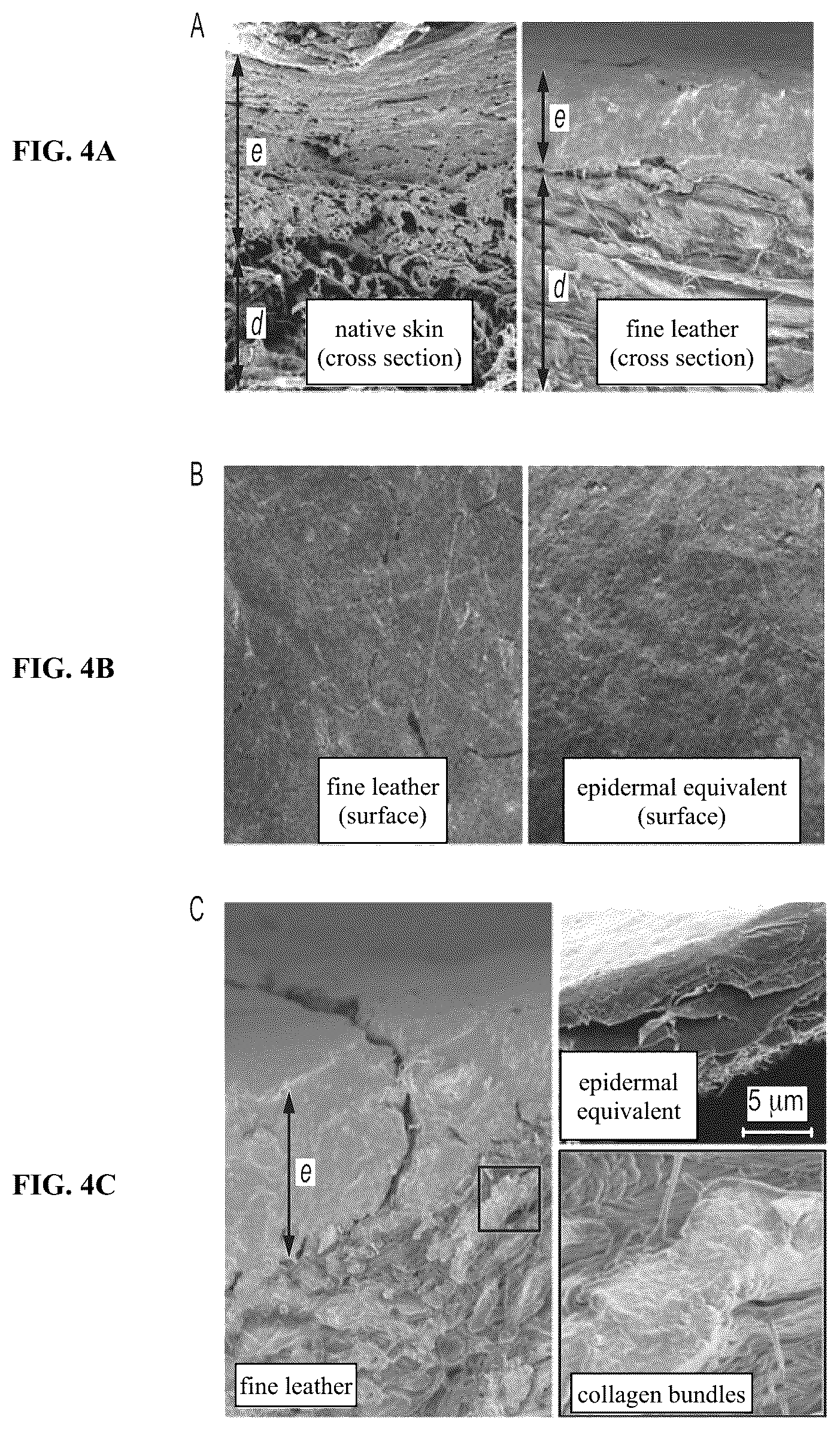 Patent US12410317 Figure 4 – Engineered skin equivalent, method of manufacture thereof and products derived therefrom