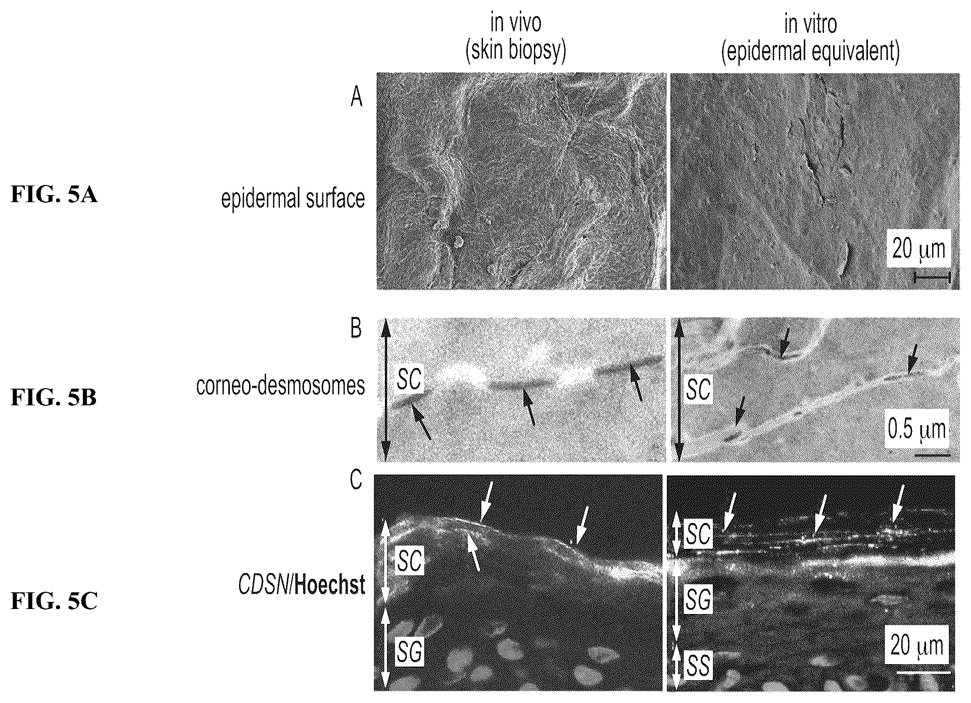 Patent US12410317 Figure 5 – Engineered skin equivalent, method of manufacture thereof and products derived therefrom