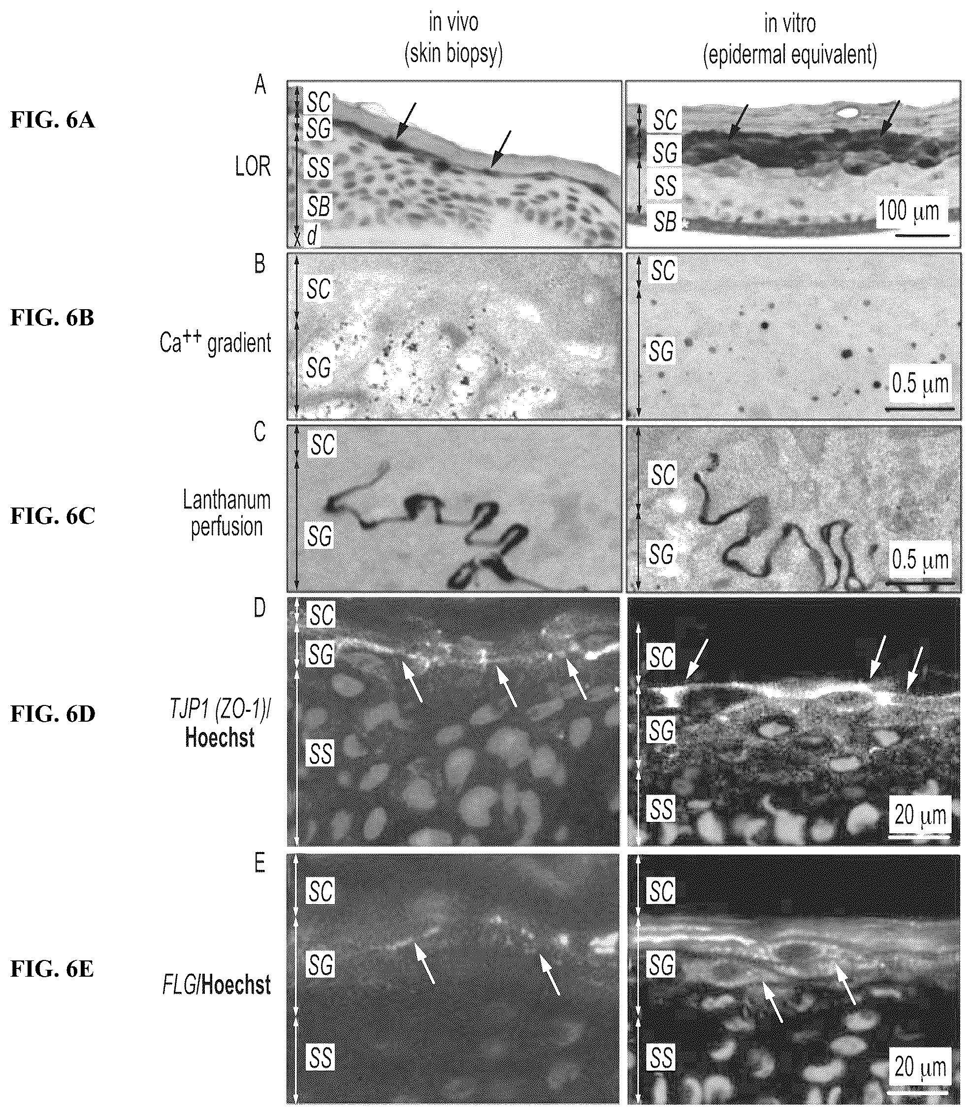 Patent US12410317 Figure 6 – Engineered skin equivalent, method of manufacture thereof and products derived therefrom