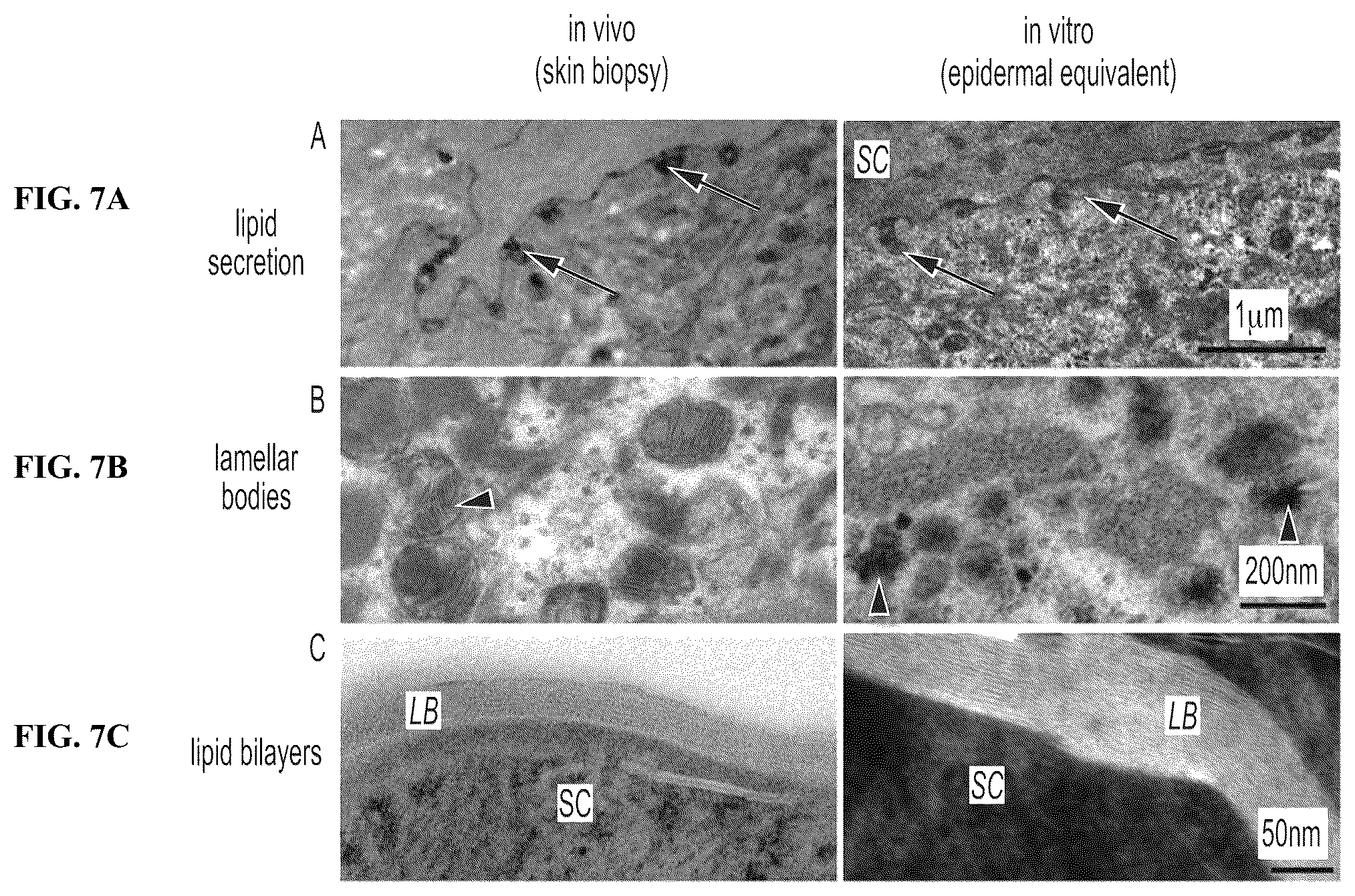 Patent US12410317 Figure 7 – Engineered skin equivalent, method of manufacture thereof and products derived therefrom