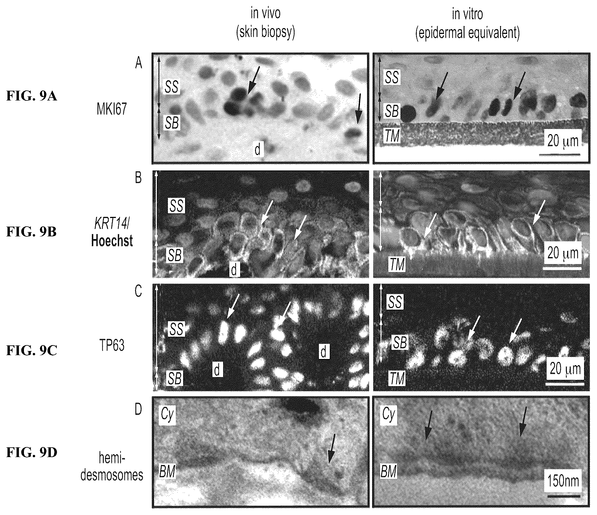 Patent US12410317 Figure 9 – Engineered skin equivalent, method of manufacture thereof and products derived therefrom