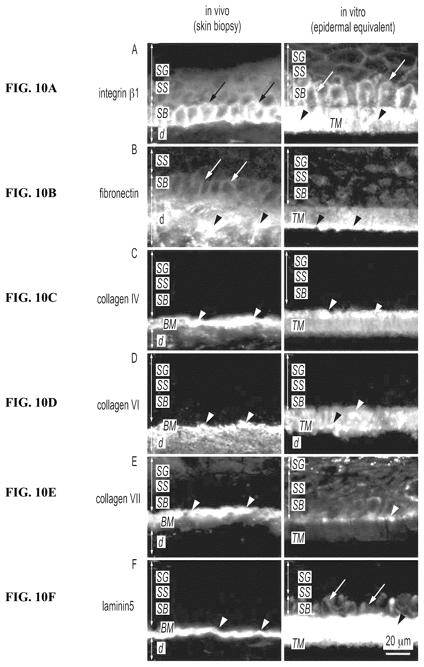 Patent US12410317 Figure 10 – Engineered skin equivalent, method of manufacture thereof and products derived therefrom