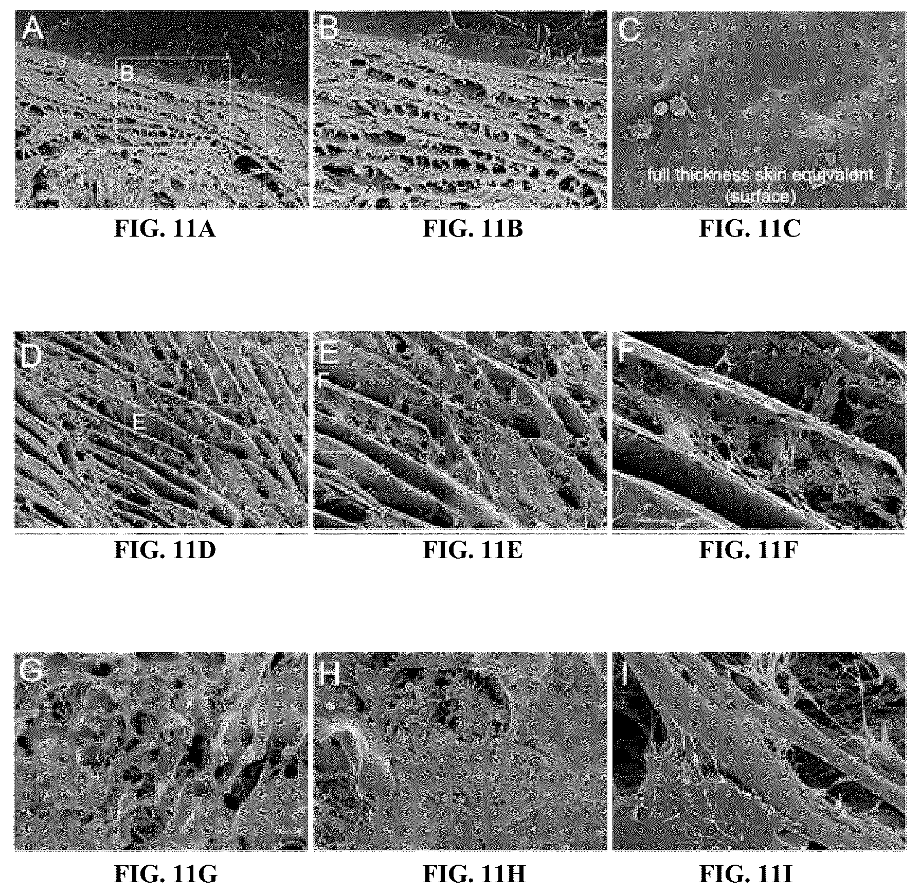 Patent US12410317 Figure 11 – Engineered skin equivalent, method of manufacture thereof and products derived therefrom