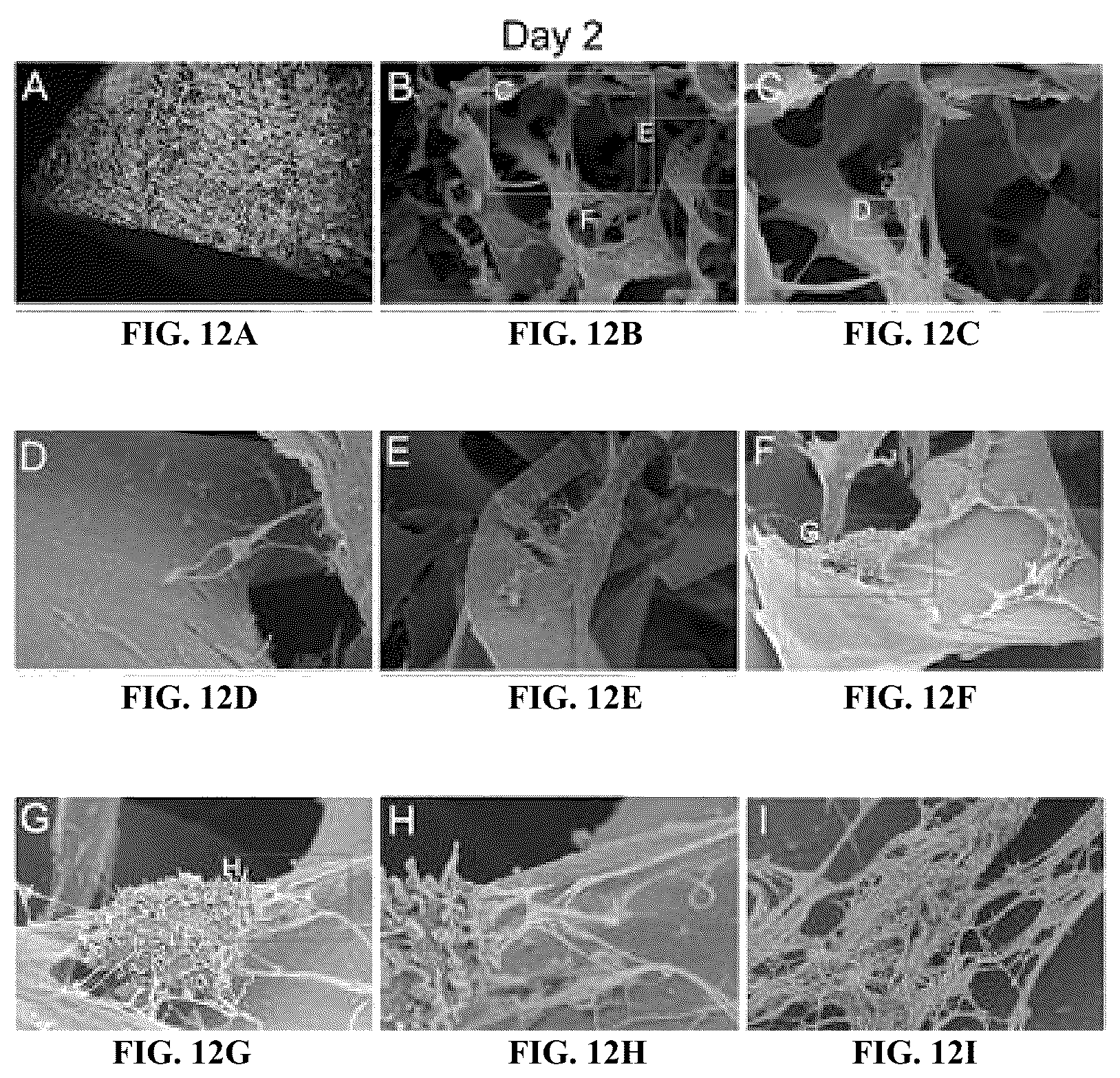 Patent US12410317 Figure 12 – Engineered skin equivalent, method of manufacture thereof and products derived therefrom