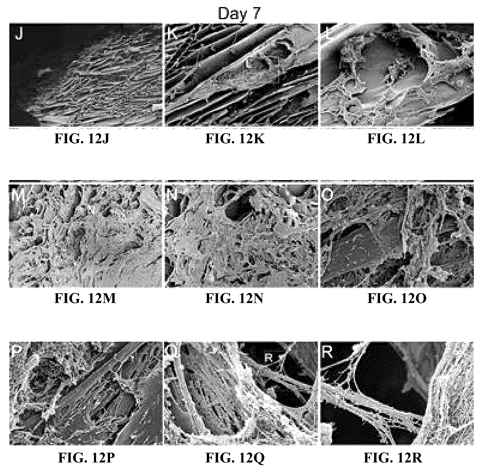 Patent US12410317 Figure 13 – Engineered skin equivalent, method of manufacture thereof and products derived therefrom