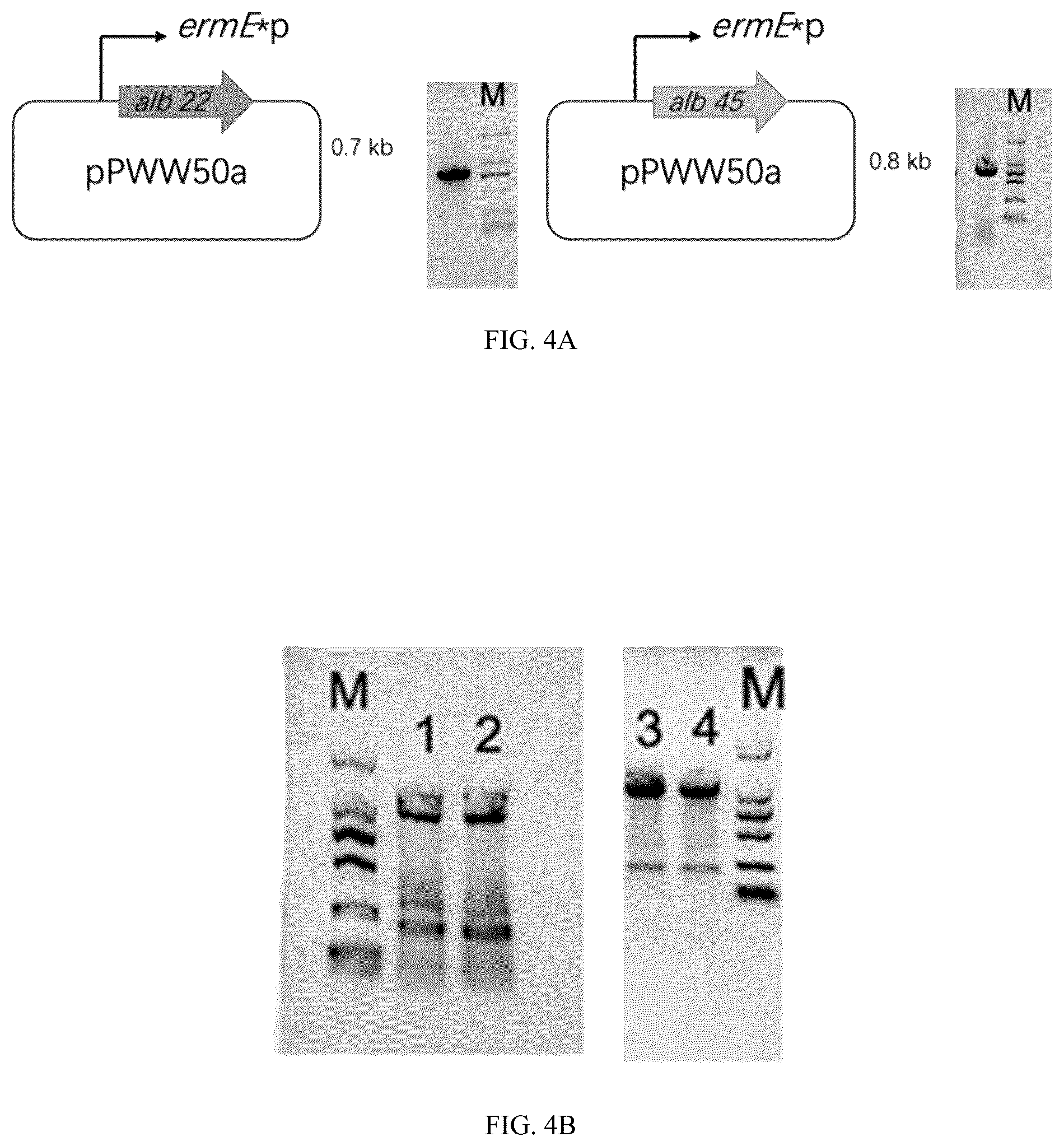 Patent US12410323 Figure 8 – Potent antifouling agents albofungins target multiple fouling organisms