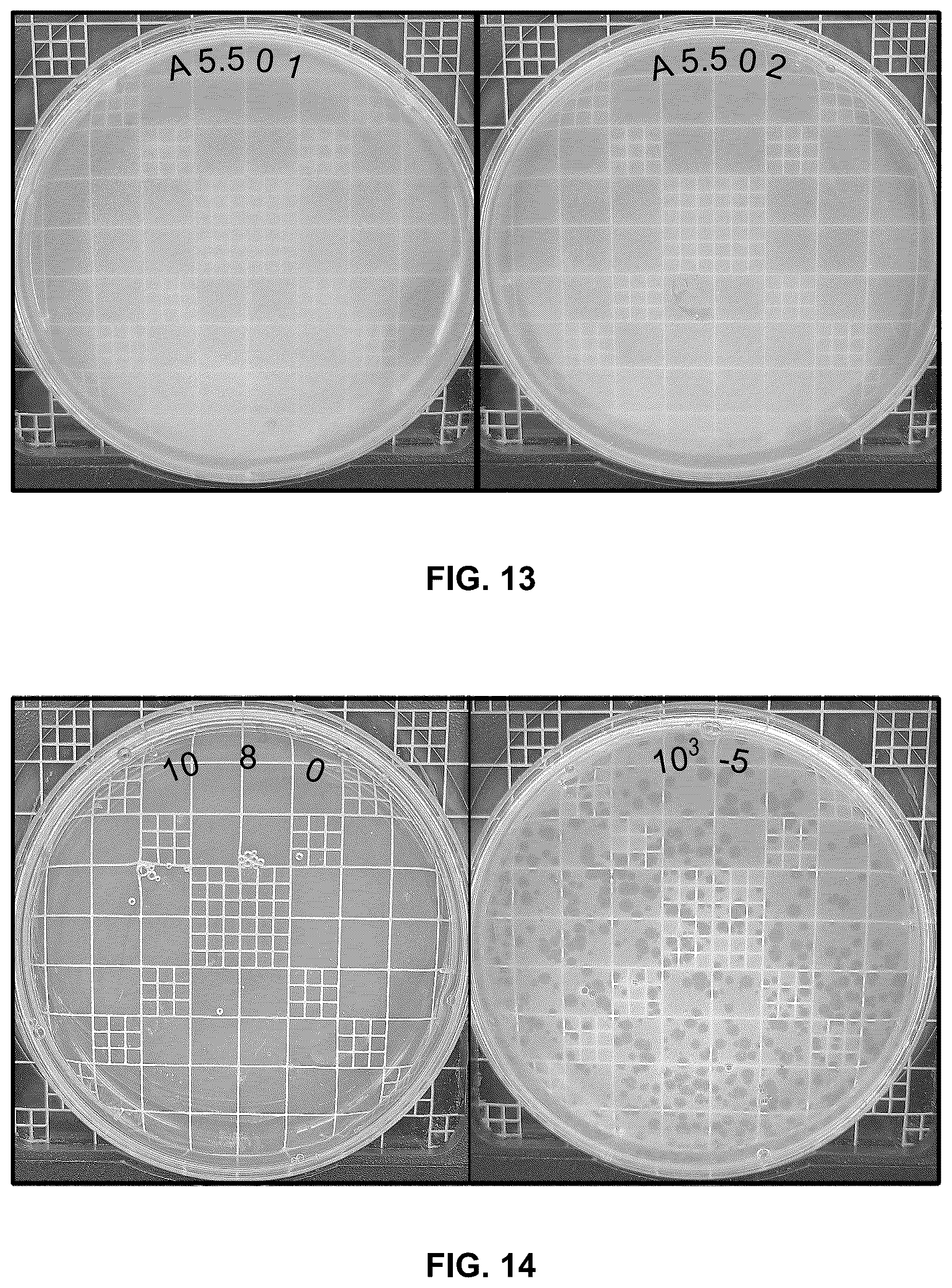 Patent US12410336 Figure 9 – Cellulose based anti-viral anti-microbial spray coating