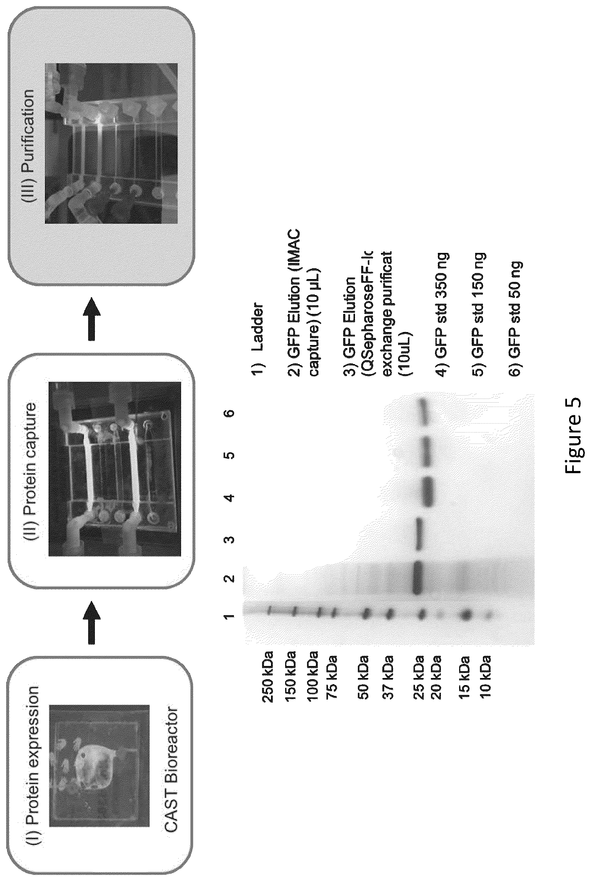 Patent US12410390 Figure 5 – Factory-on-a-chip for production of biologically derived medicines/biopharmaceuticals/biologics/biotherapeutics