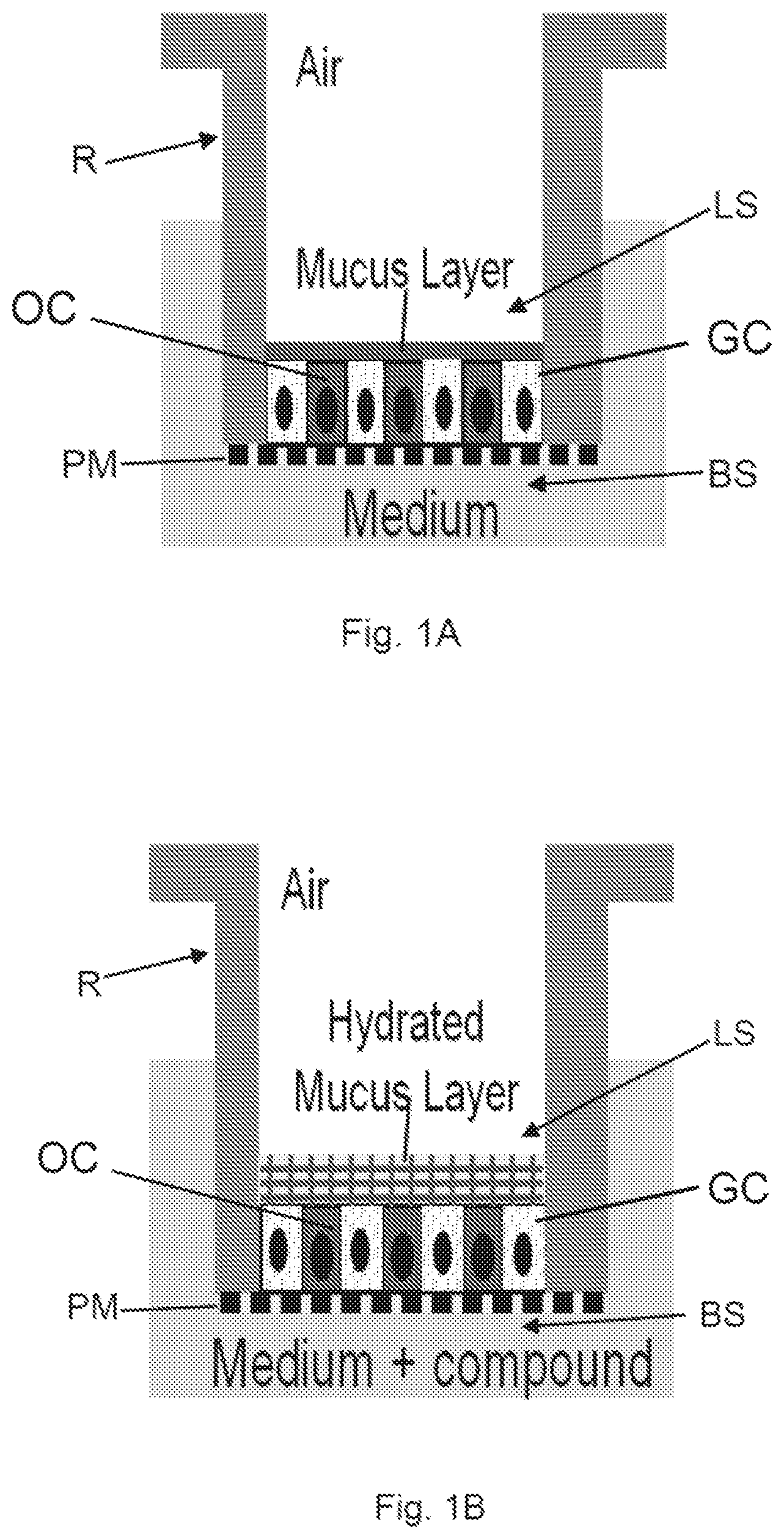 Patent US12410391 Figure 1 – In vitro cell culture mucus systems