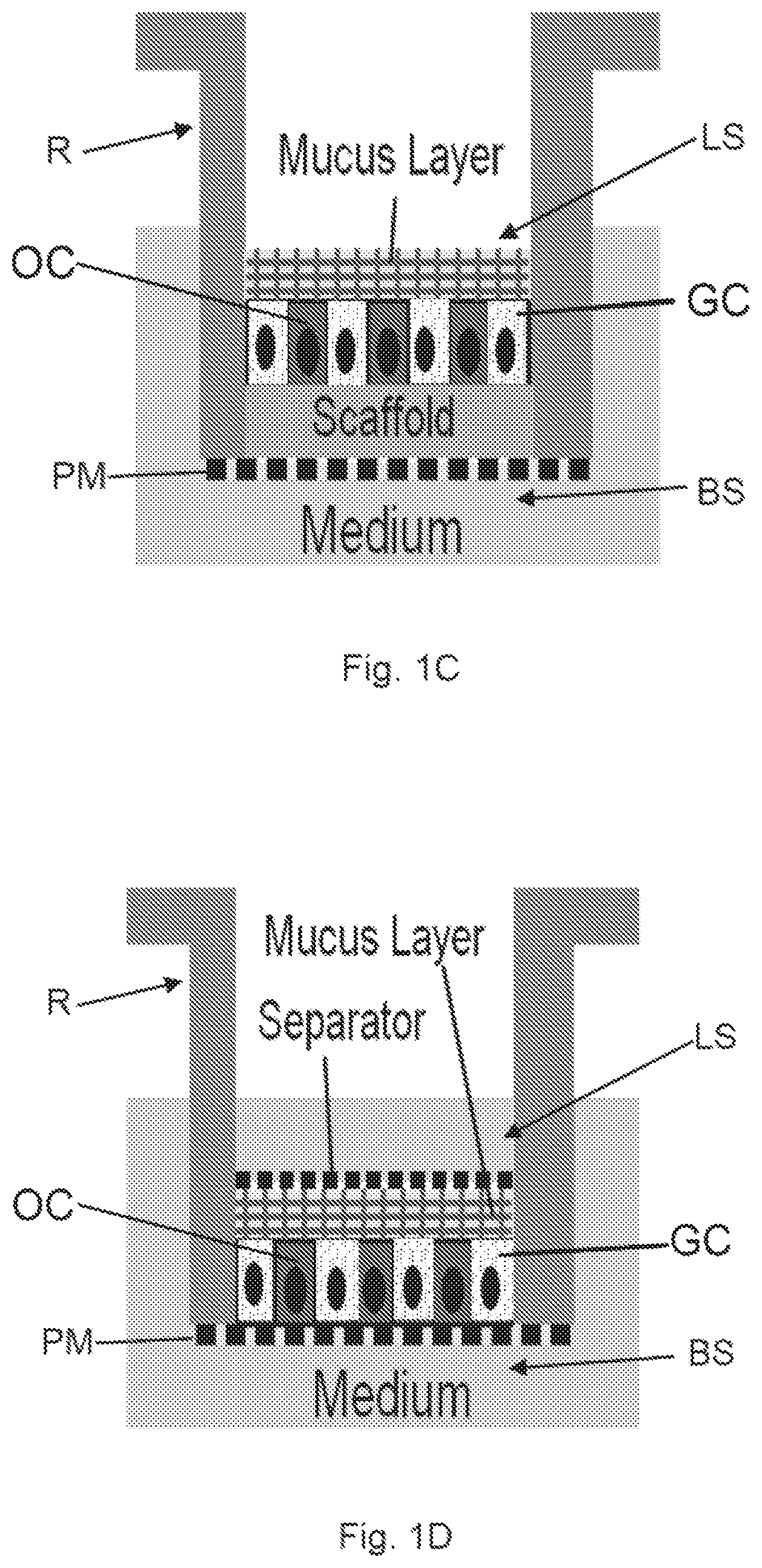 Patent US12410391 Figure 2 – In vitro cell culture mucus systems