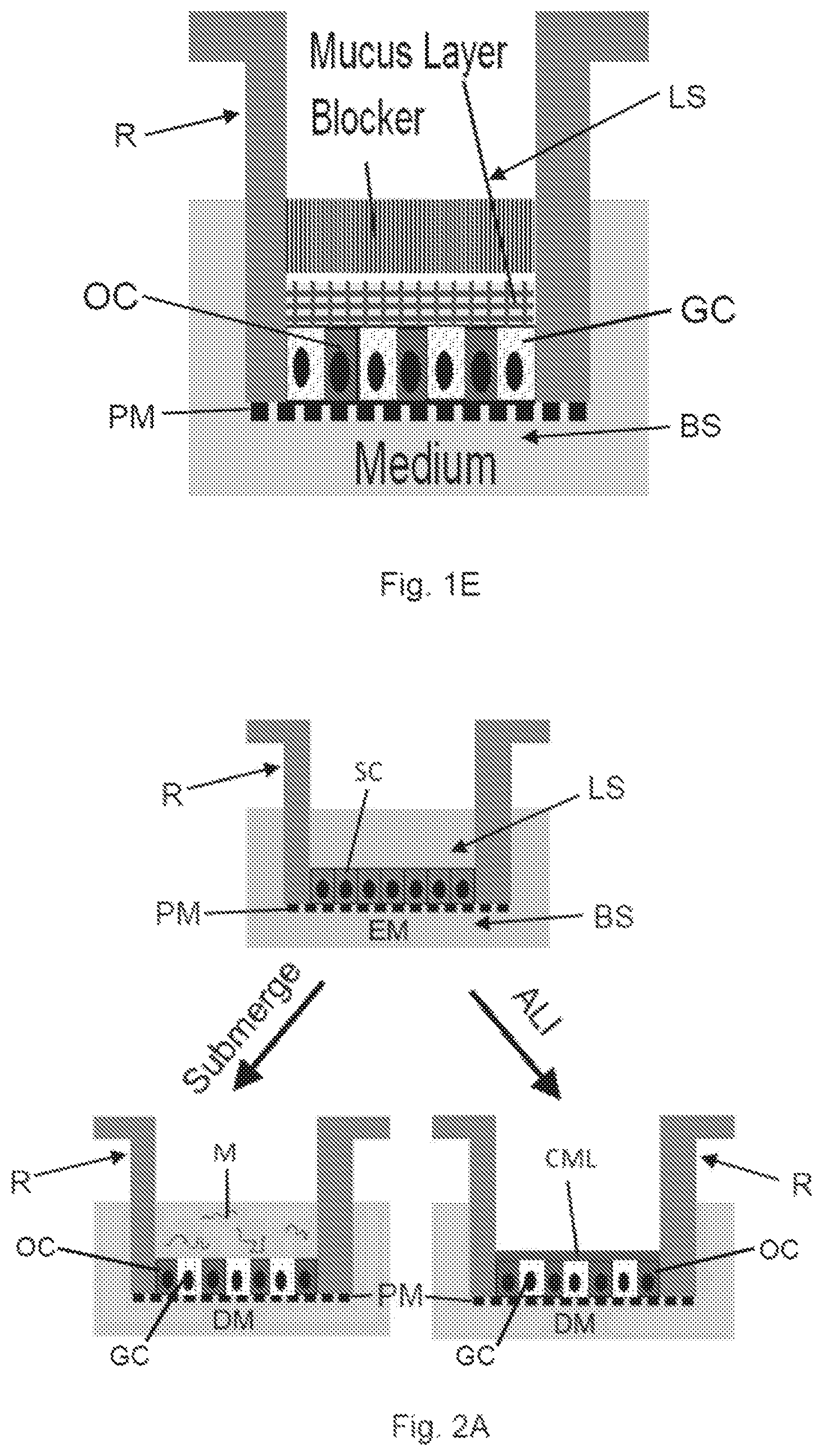 Patent US12410391 Figure 3 – In vitro cell culture mucus systems