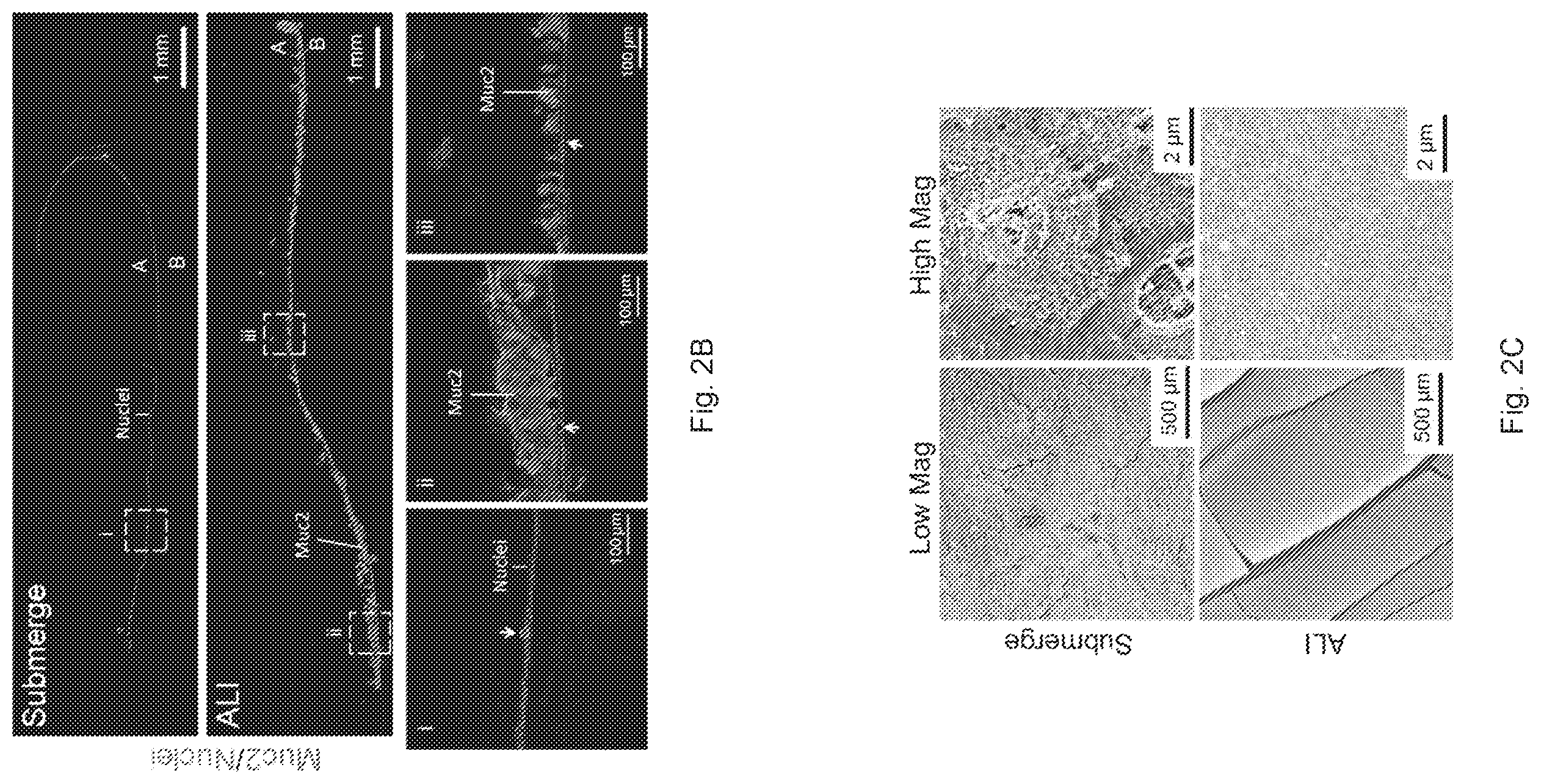 Patent US12410391 Figure 4 – In vitro cell culture mucus systems