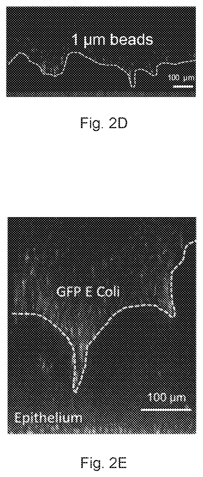 Patent US12410391 Figure 5 – In vitro cell culture mucus systems