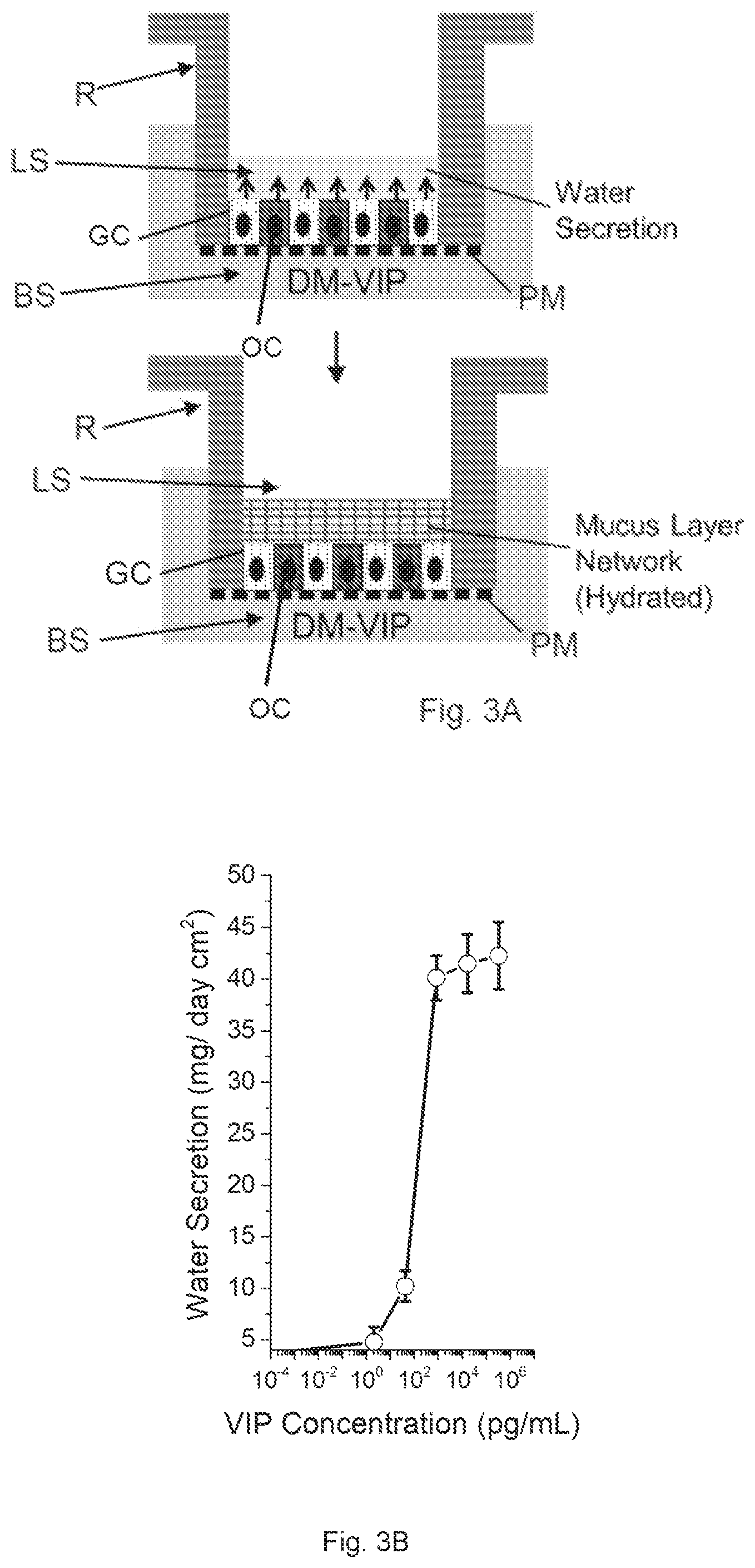 Patent US12410391 Figure 6 – In vitro cell culture mucus systems