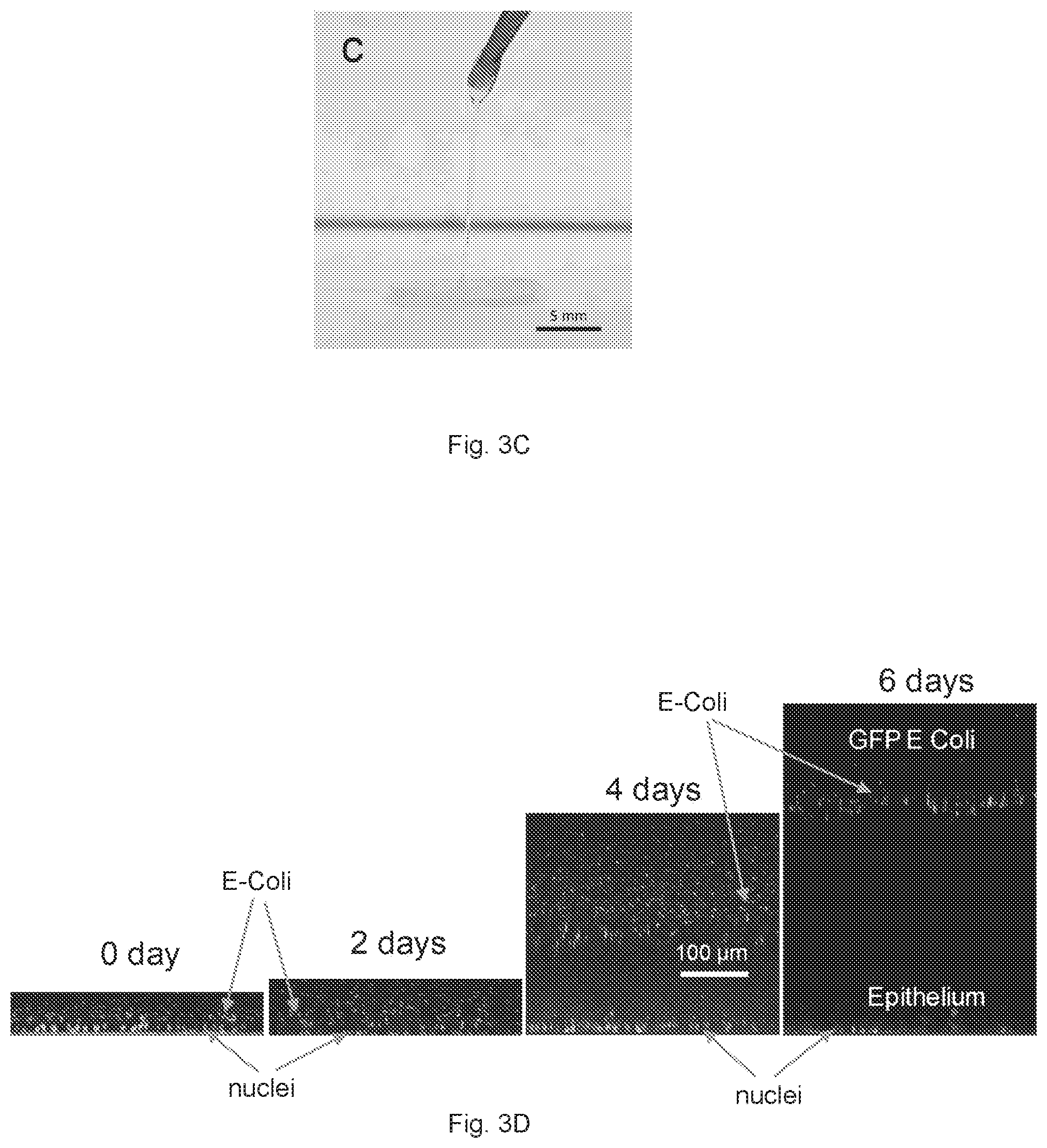 Patent US12410391 Figure 7 – In vitro cell culture mucus systems