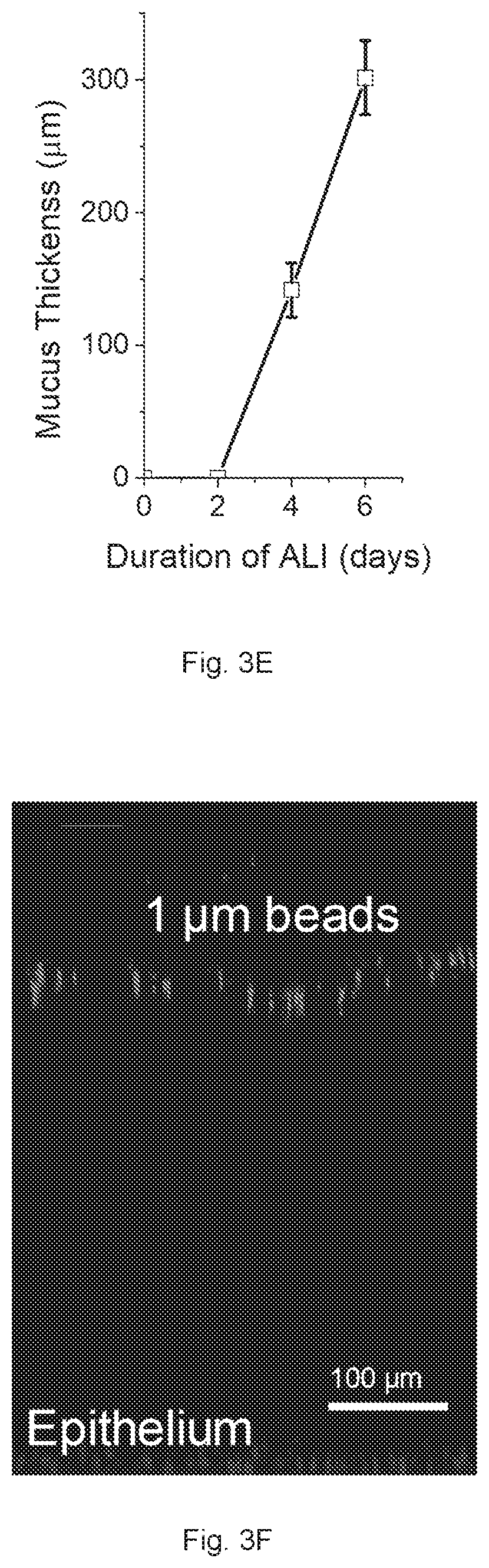 Patent US12410391 Figure 8 – In vitro cell culture mucus systems