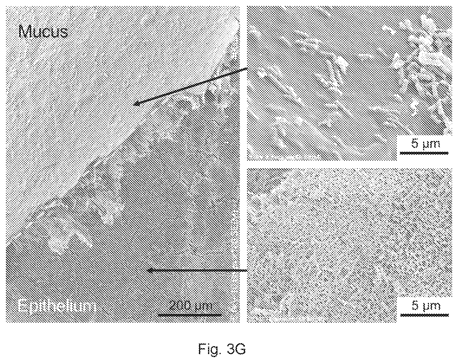Patent US12410391 Figure 9 – In vitro cell culture mucus systems