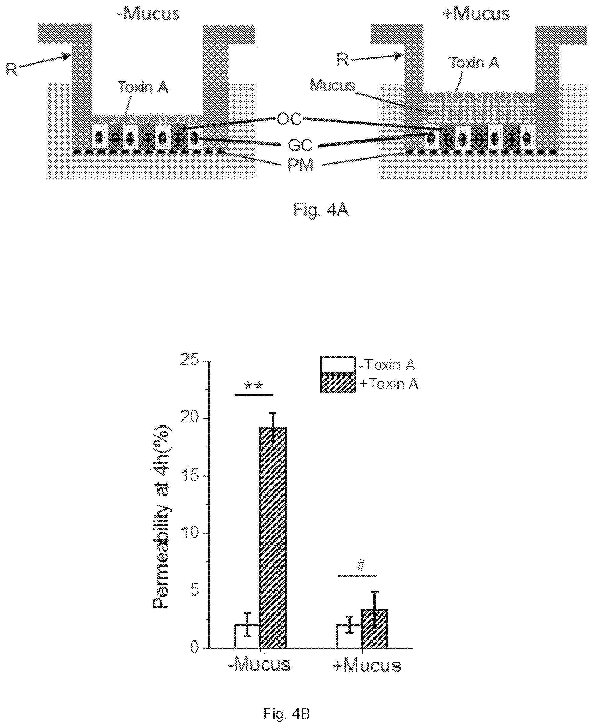 Patent US12410391 Figure 10 – In vitro cell culture mucus systems