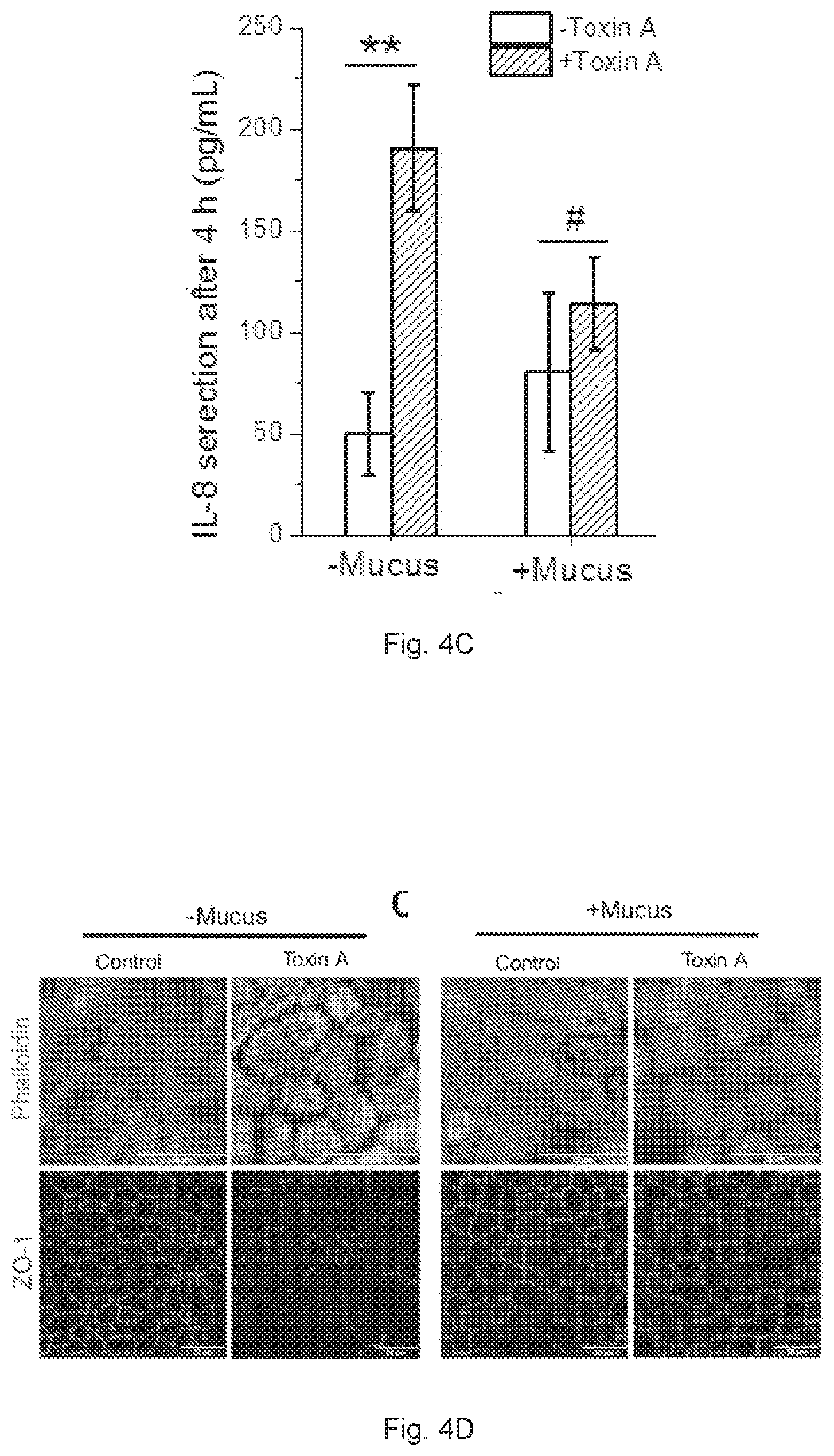 Patent US12410391 Figure 11 – In vitro cell culture mucus systems
