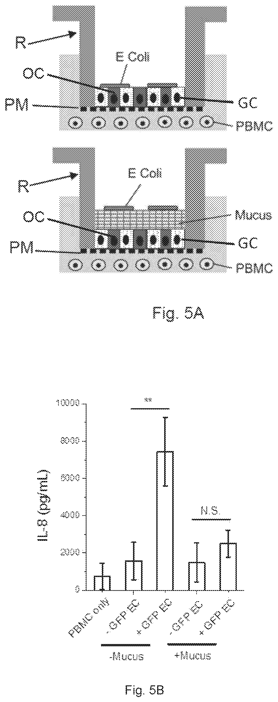 Patent US12410391 Figure 13 – In vitro cell culture mucus systems