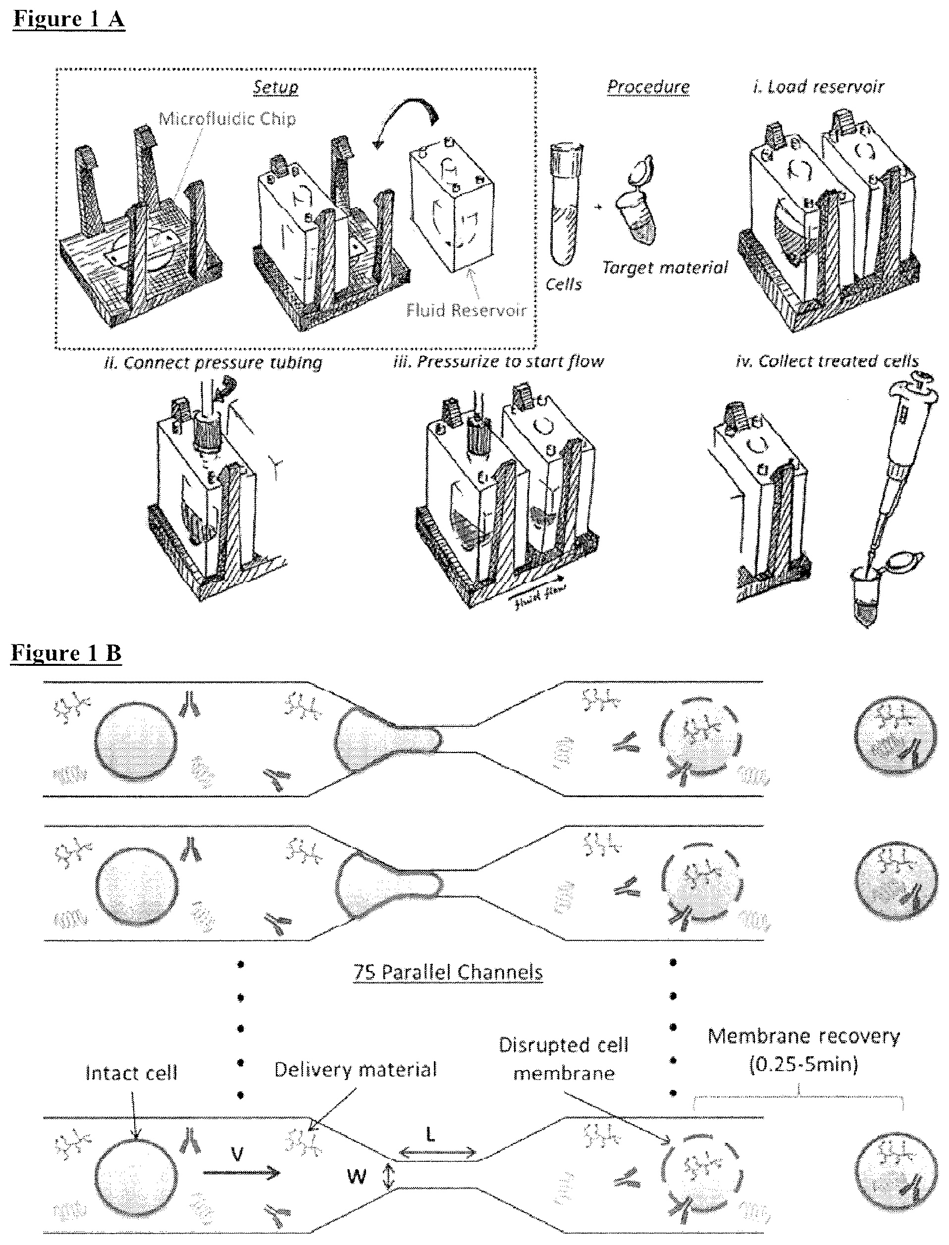 Patent US12410392 Figure 1 – Delivery of biomolecules to immune cells