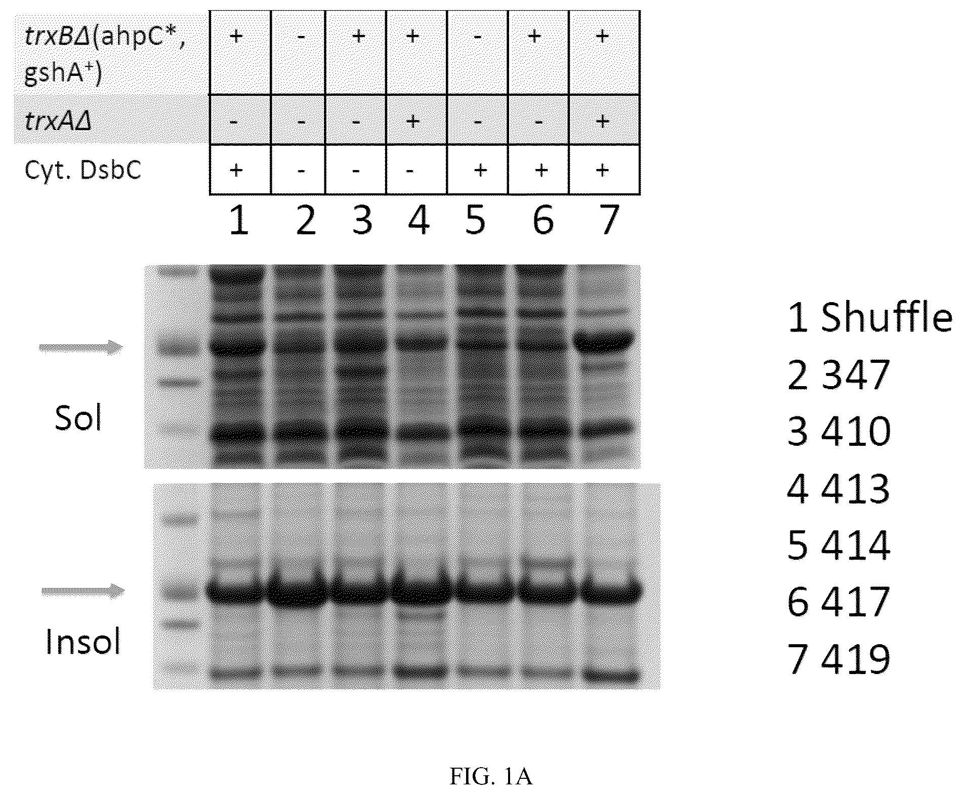 Patent US12410393 — E. coli strains having an oxidative cytoplasm — Figure 1