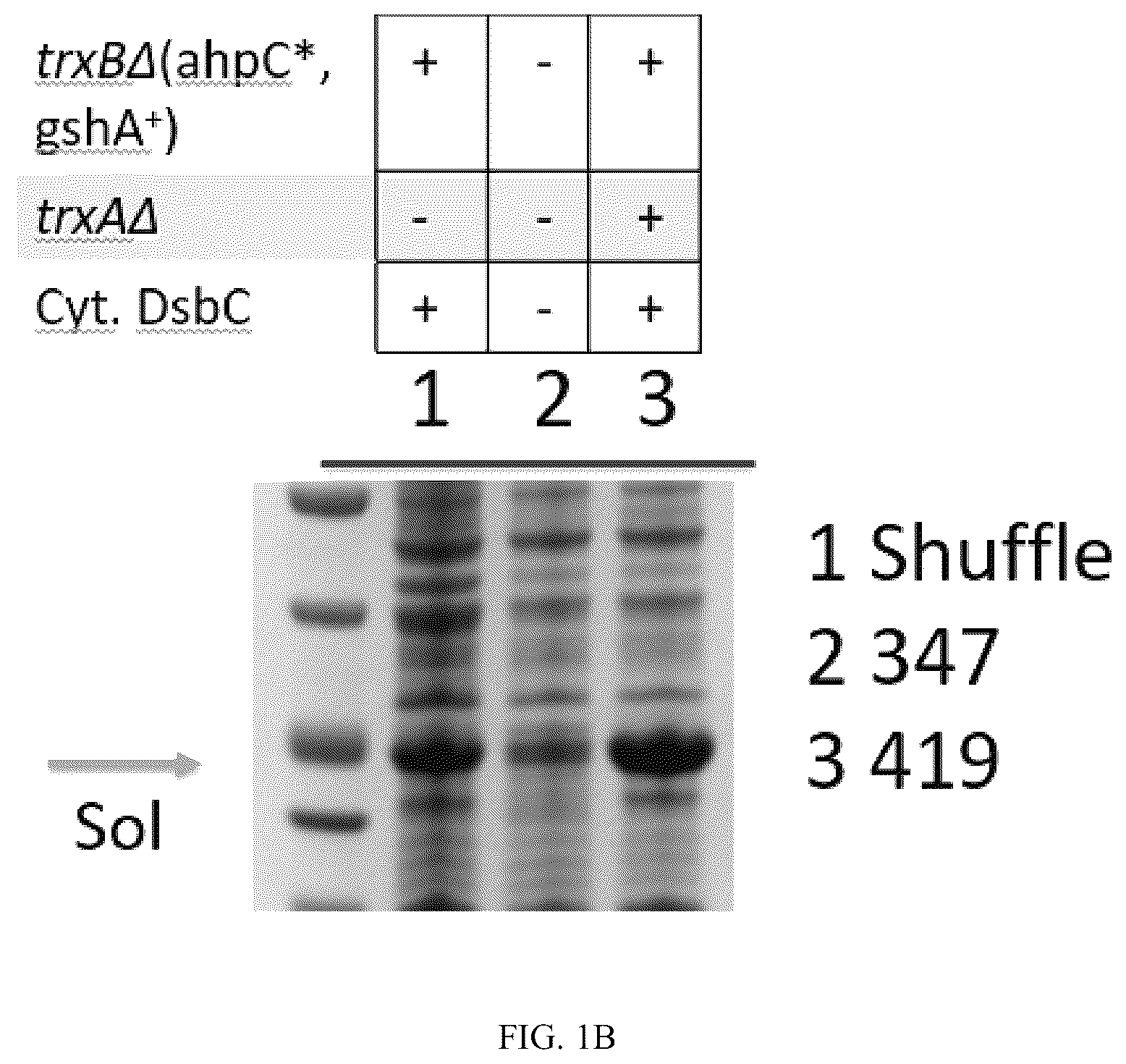 Patent US12410393 Figure 2 – E. coli strains having an oxidative cytoplasm
