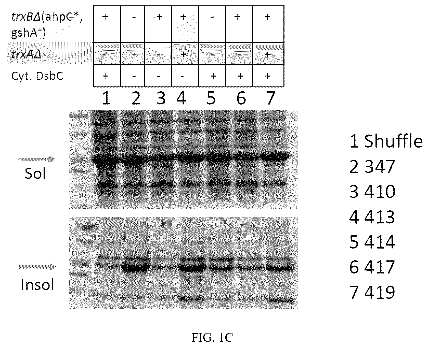 Patent US12410393 Figure 3 – E. coli strains having an oxidative cytoplasm