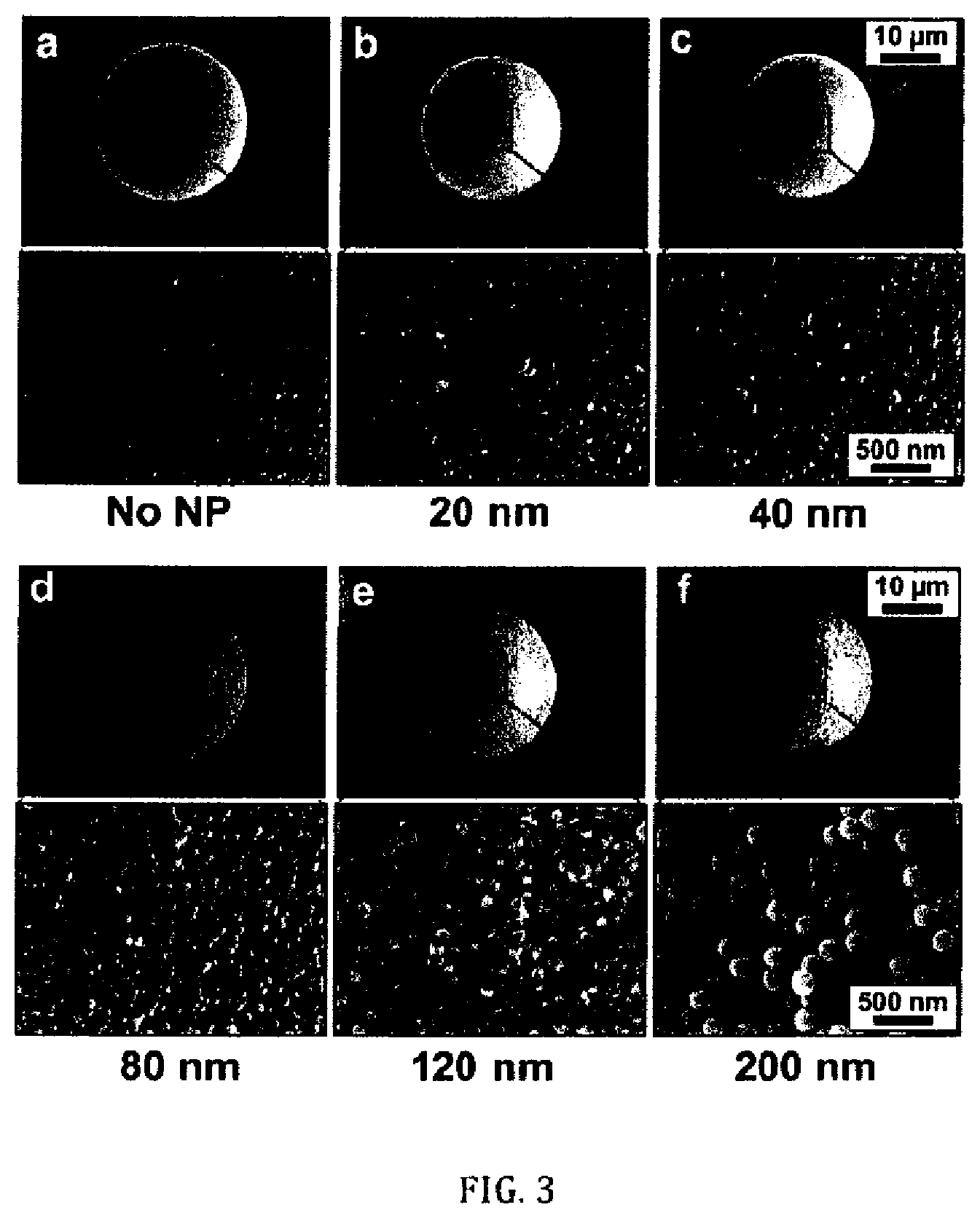 Patent US12410396 Figure 3 – Rapid cell isolation and recovery using hollow glass microspheres coated with biodegradable nanostructured films