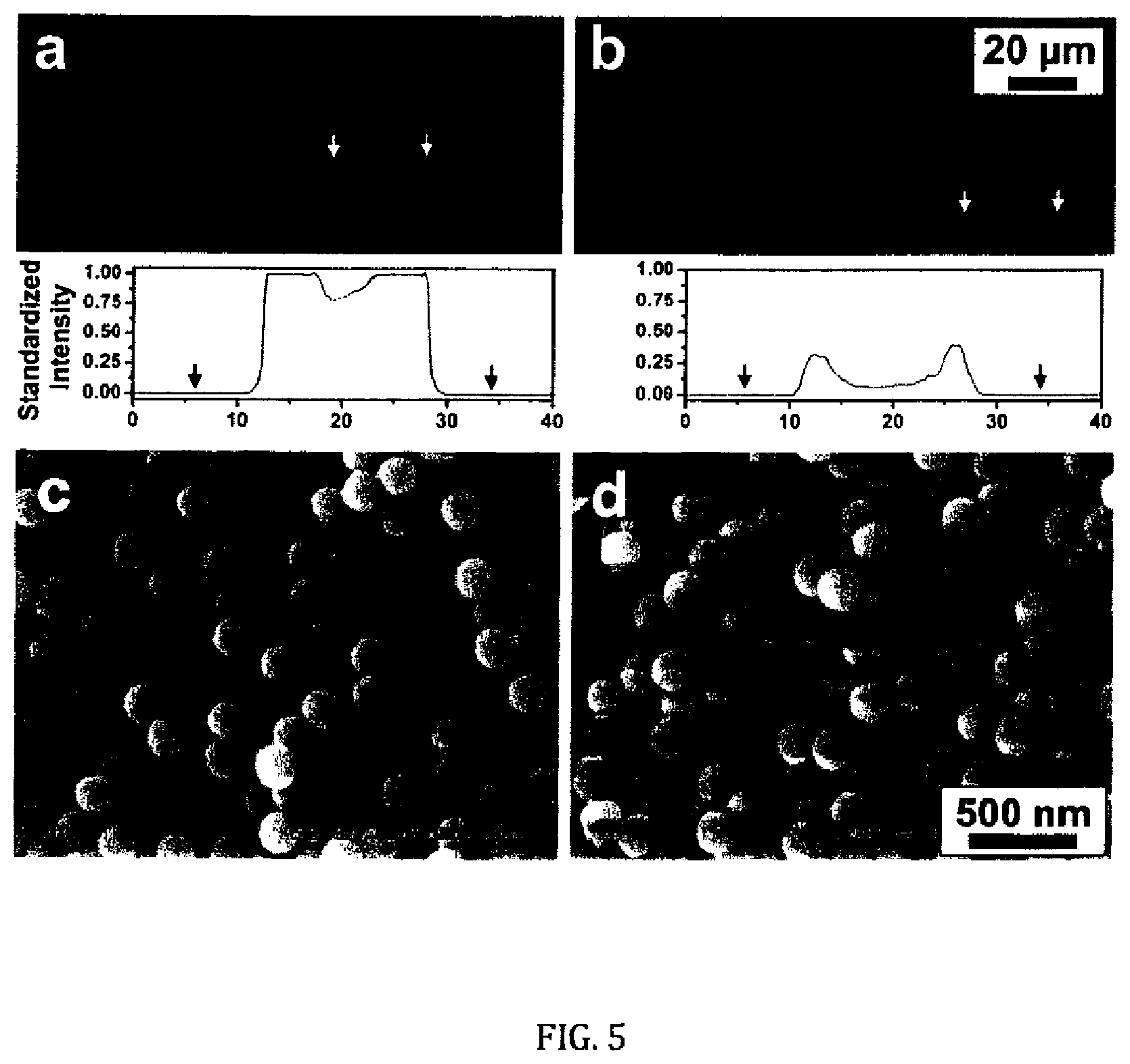 Patent US12410396 Figure 5 – Rapid cell isolation and recovery using hollow glass microspheres coated with biodegradable nanostructured films