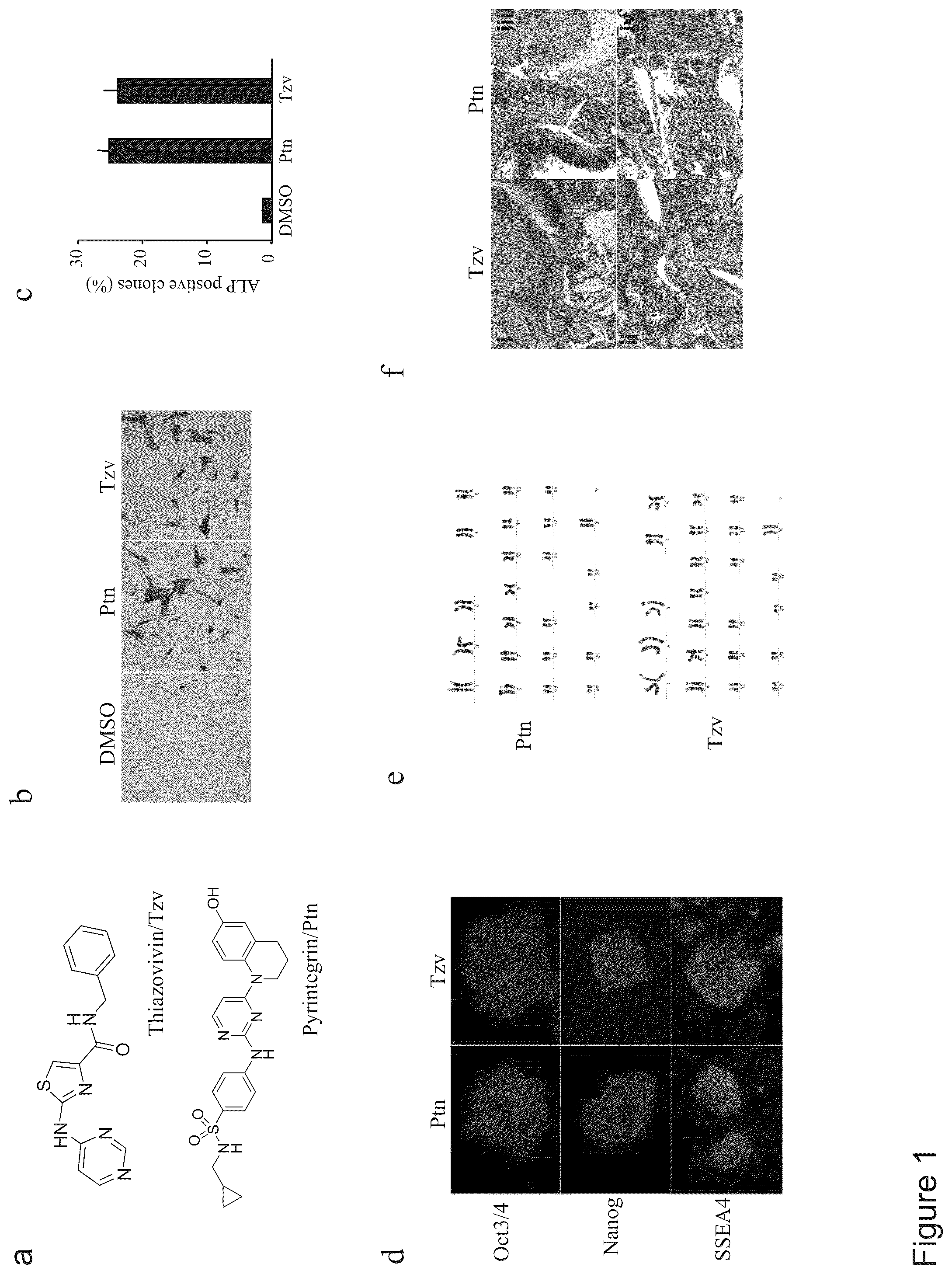 Patent US12410397 Figure 1 – Methods of enhancing cell survival of stem cells