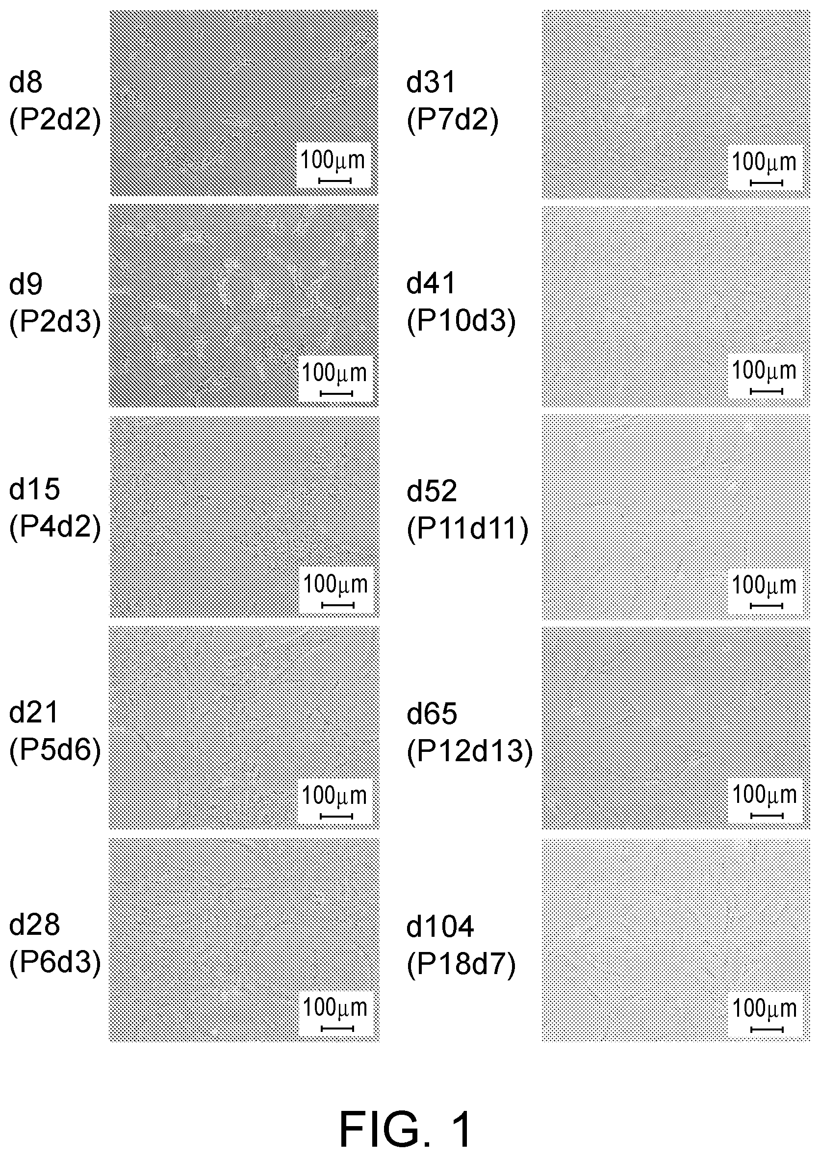 Patent US12410399 — Compositions and methods for treating retinal diseases — Figure 1