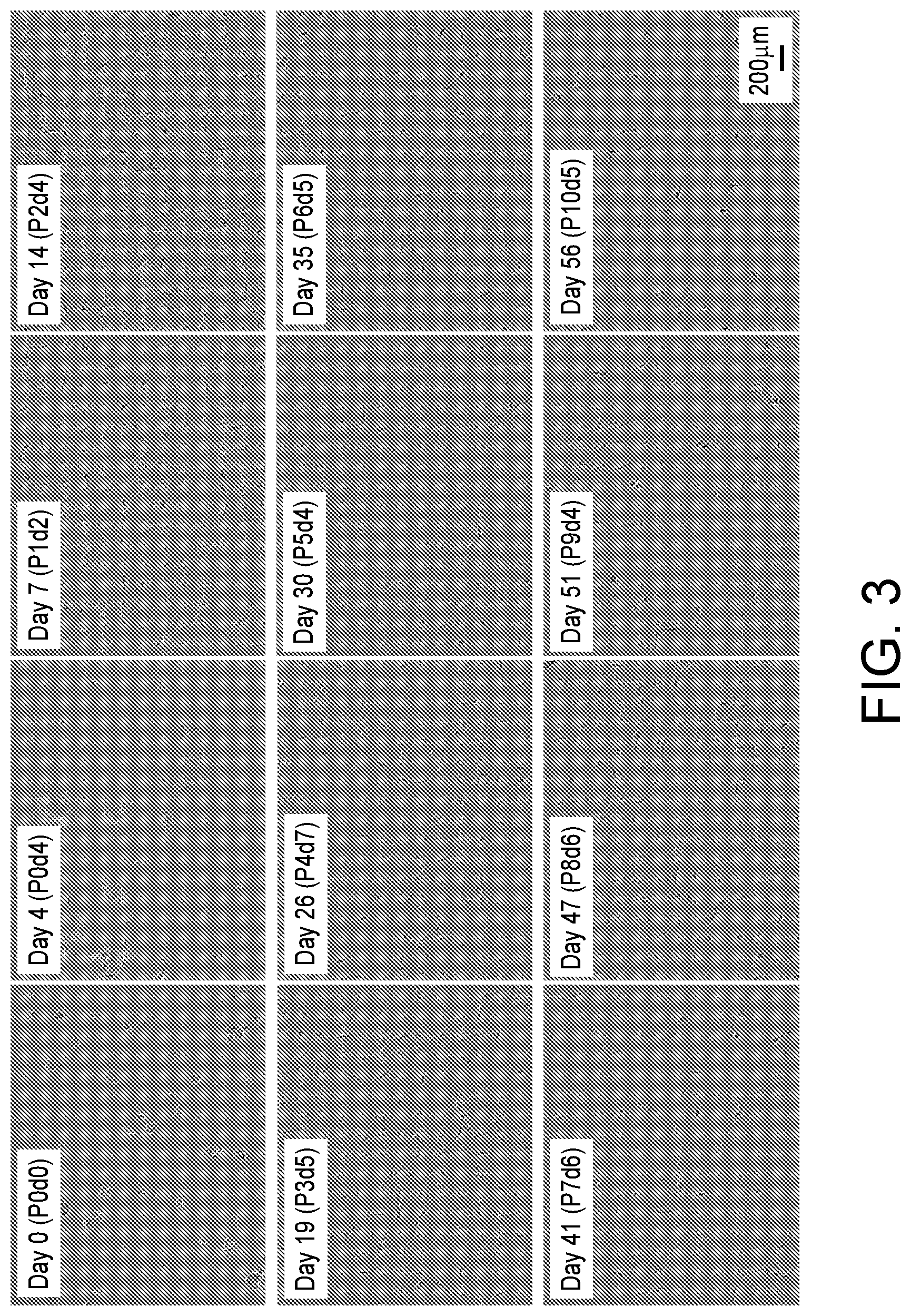 Patent US12410399 Figure 3 – Compositions and methods for treating retinal diseases