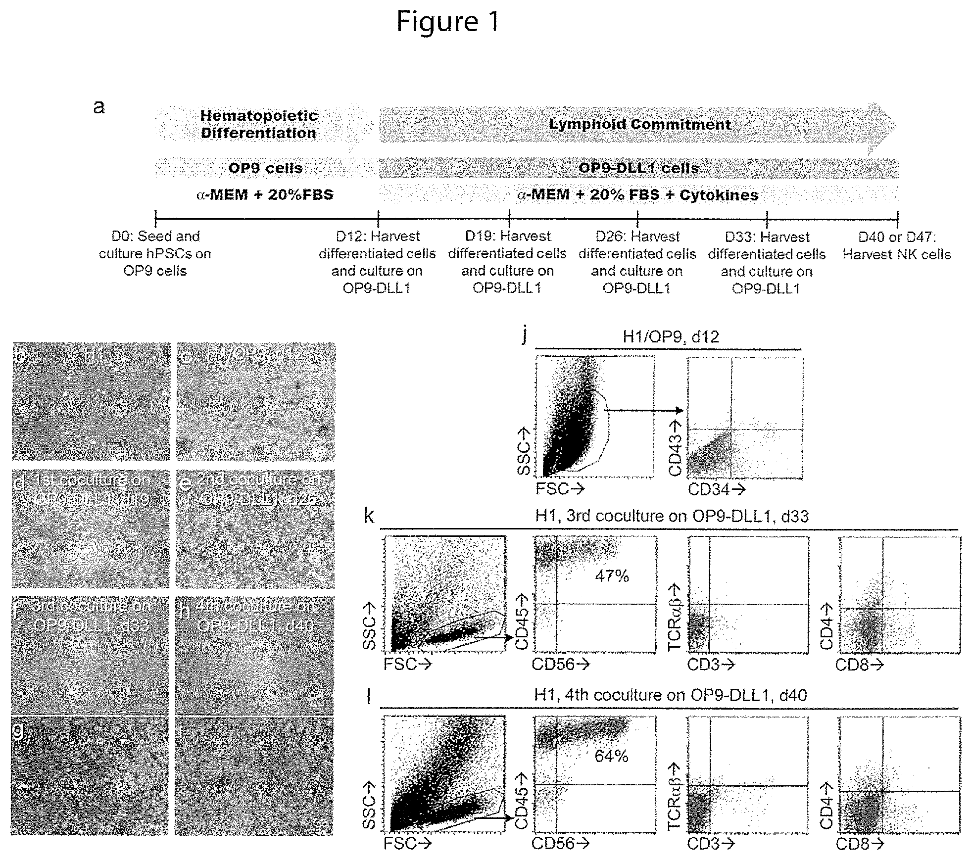 Patent US12410400 Figure 1 – Methods for generating mimetic innate immune cells from pluripotent stem cells
