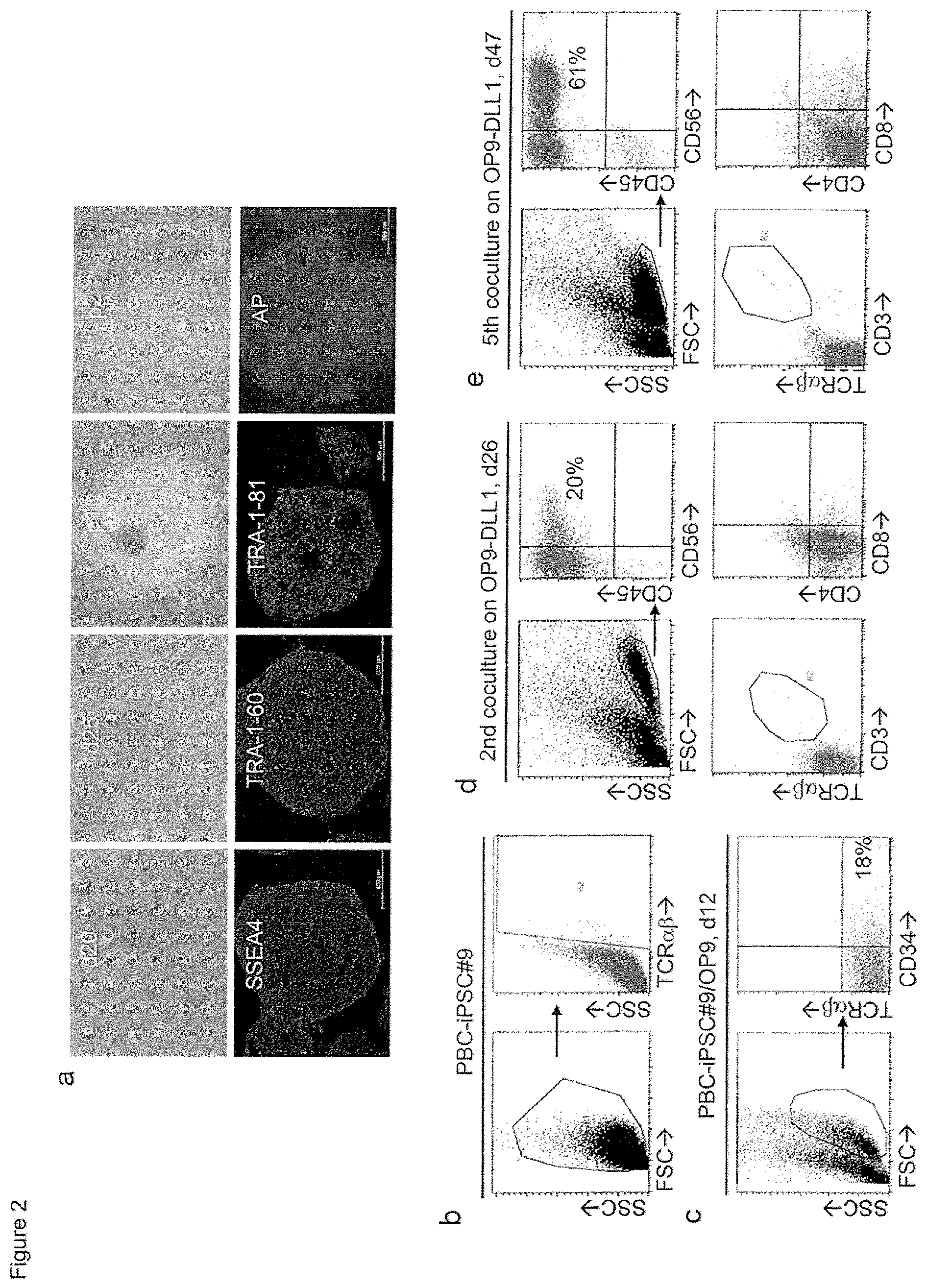 Patent US12410400 Figure 2 – Methods for generating mimetic innate immune cells from pluripotent stem cells