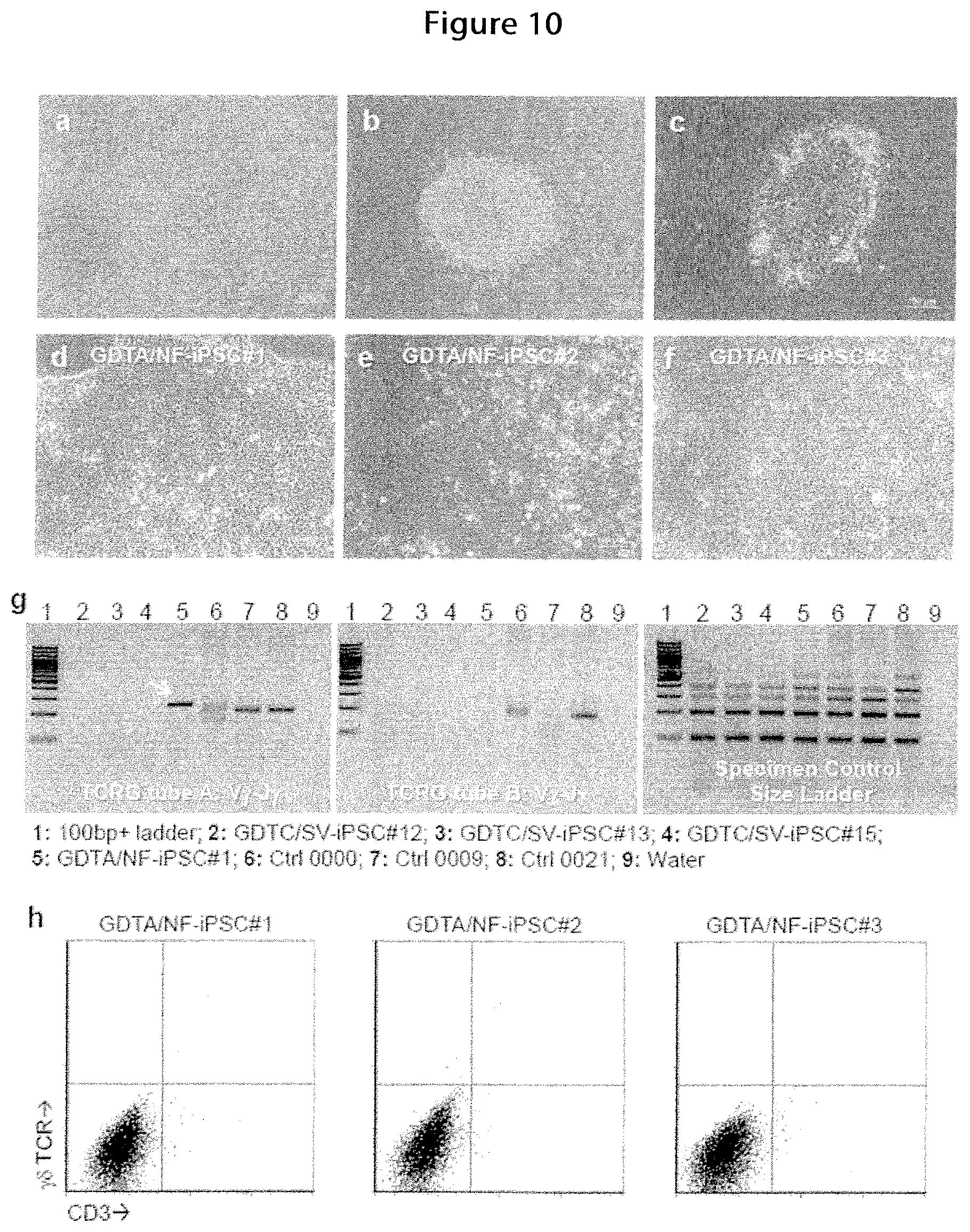 Patent US12410400 Figure 12 – Methods for generating mimetic innate immune cells from pluripotent stem cells