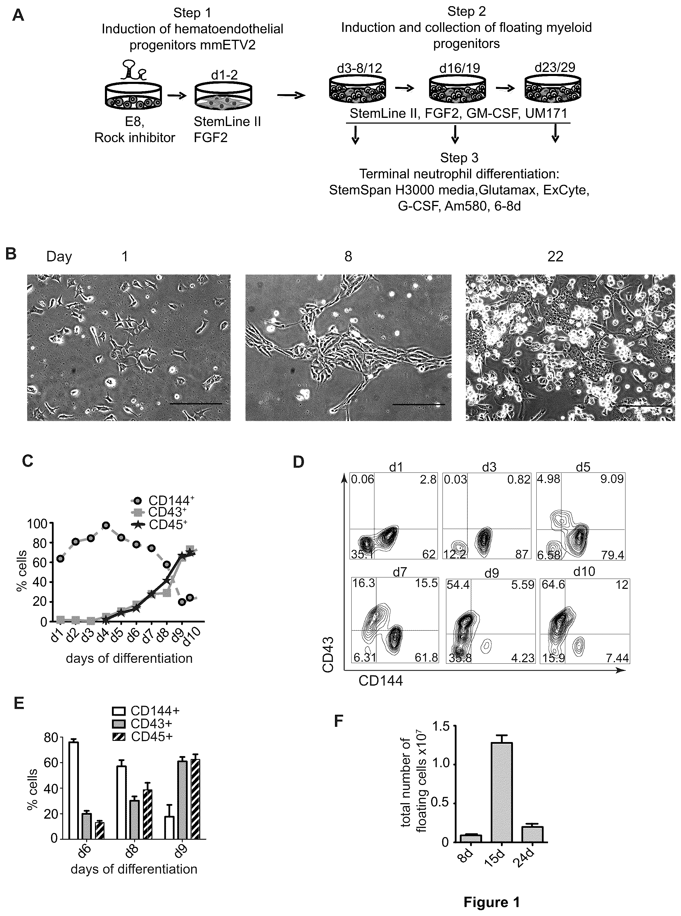 Patent US12410401 — Generation of functional neutrophils and macrophages from induced pluripotent stem cells in chemically defined conditions using transient expression of ETV2 — Figure 1