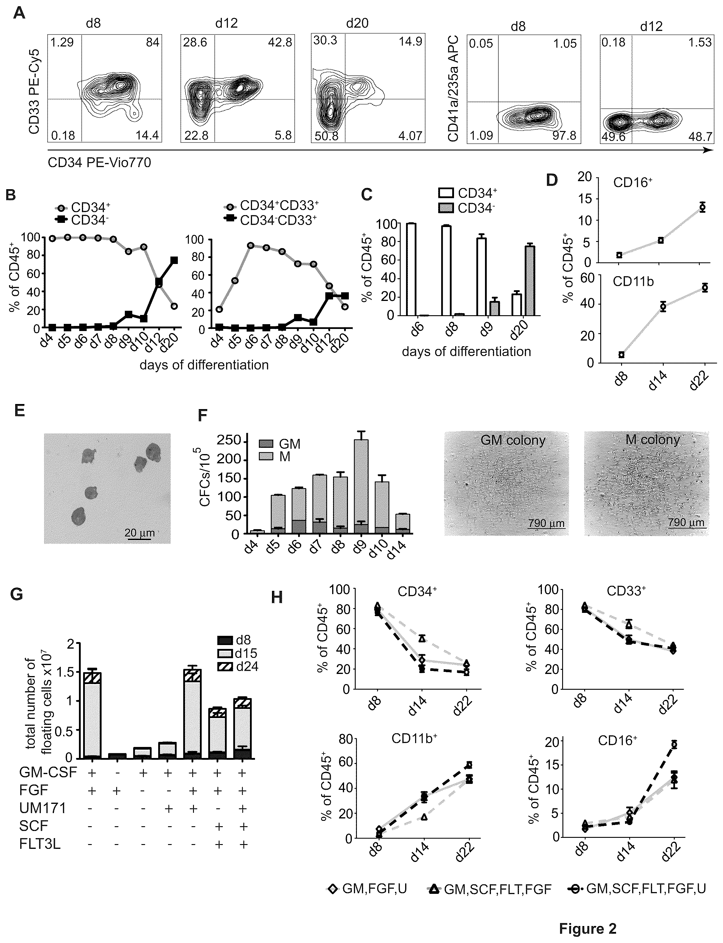 Patent US12410401 Figure 2 – Generation of functional neutrophils and macrophages from induced pluripotent stem cells in chemically defined conditions using transient expression of ETV2