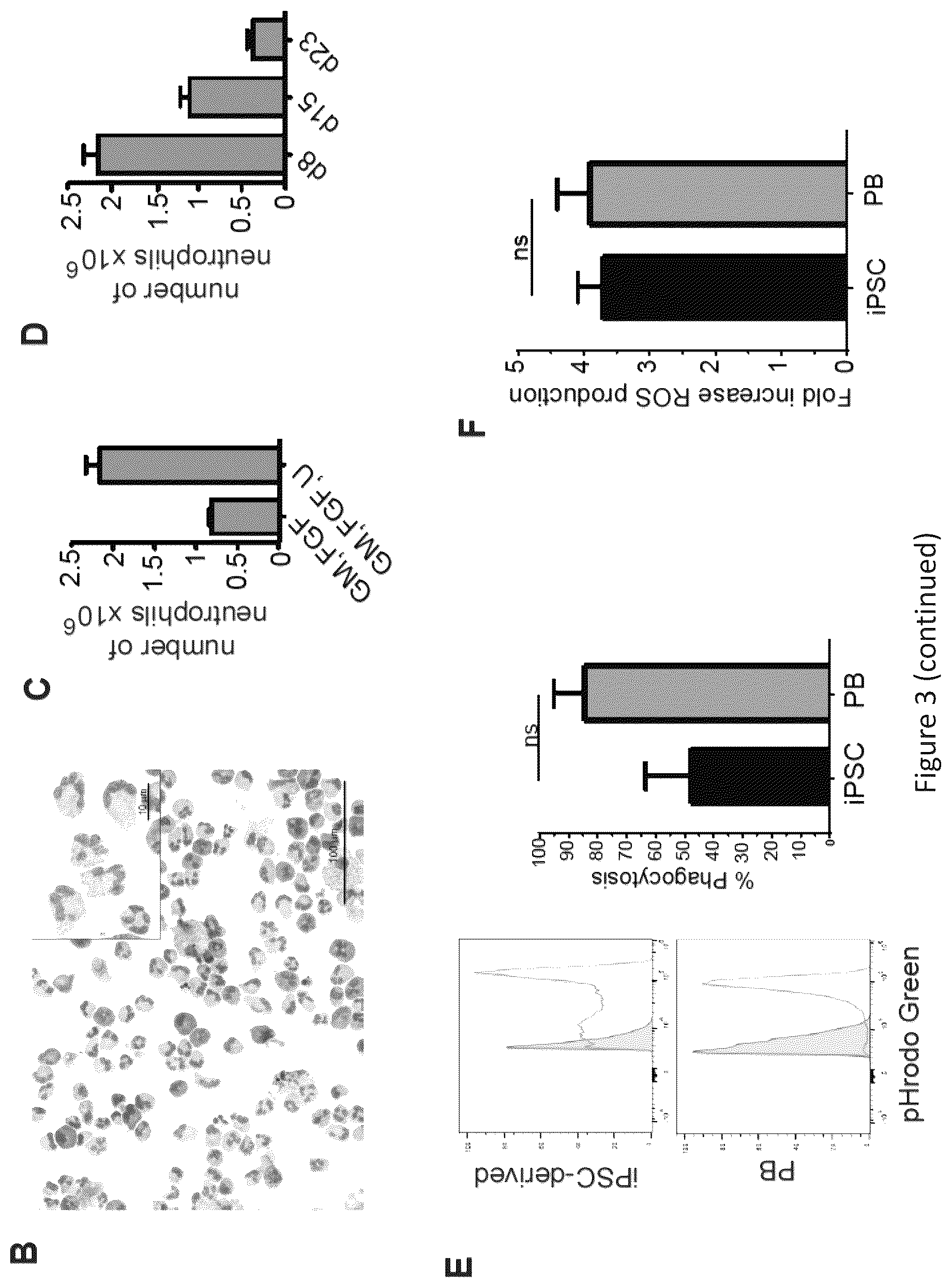 Patent US12410401 Figure 5 – Generation of functional neutrophils and macrophages from induced pluripotent stem cells in chemically defined conditions using transient expression of ETV2