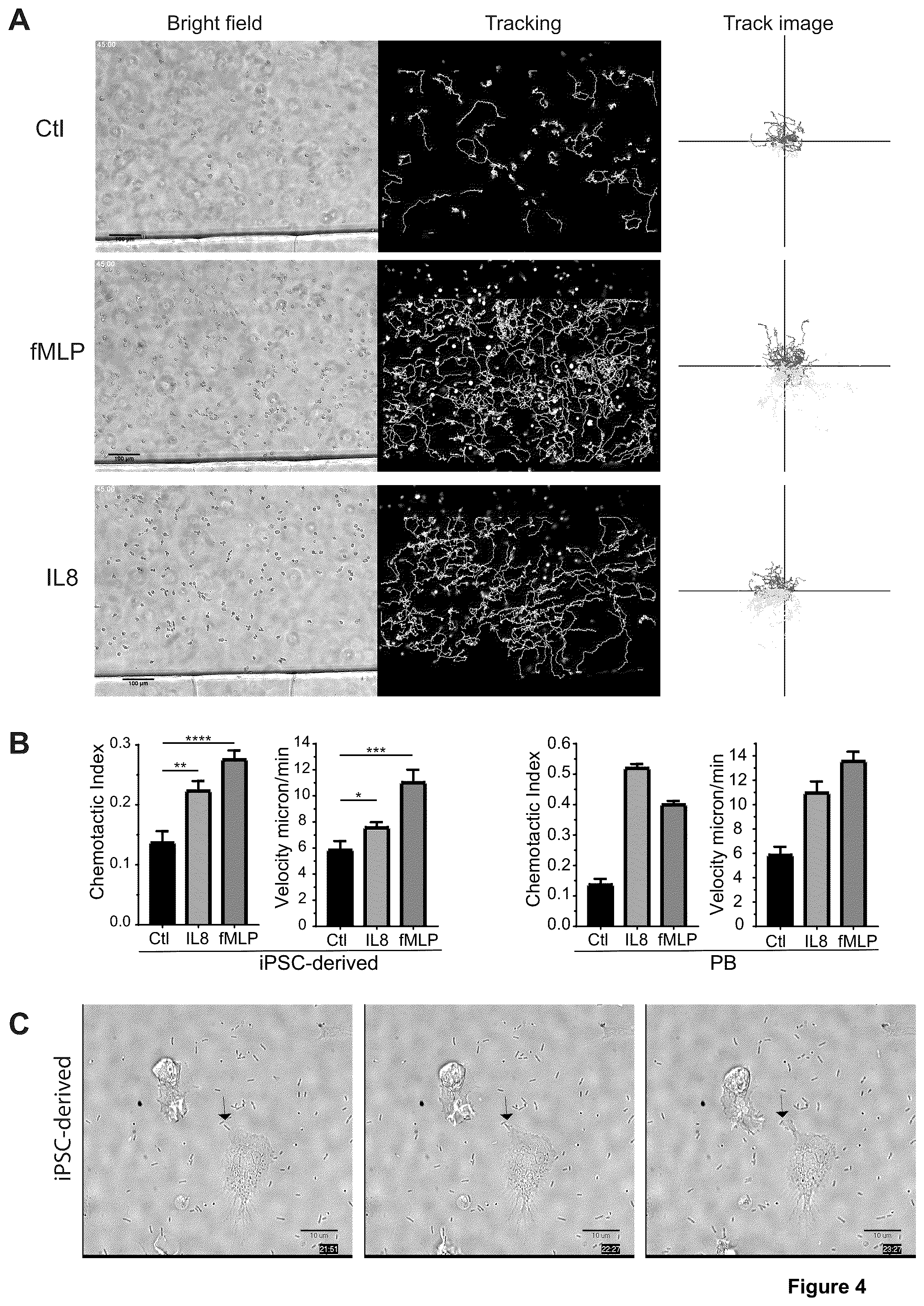 Patent US12410401 Figure 6 – Generation of functional neutrophils and macrophages from induced pluripotent stem cells in chemically defined conditions using transient expression of ETV2