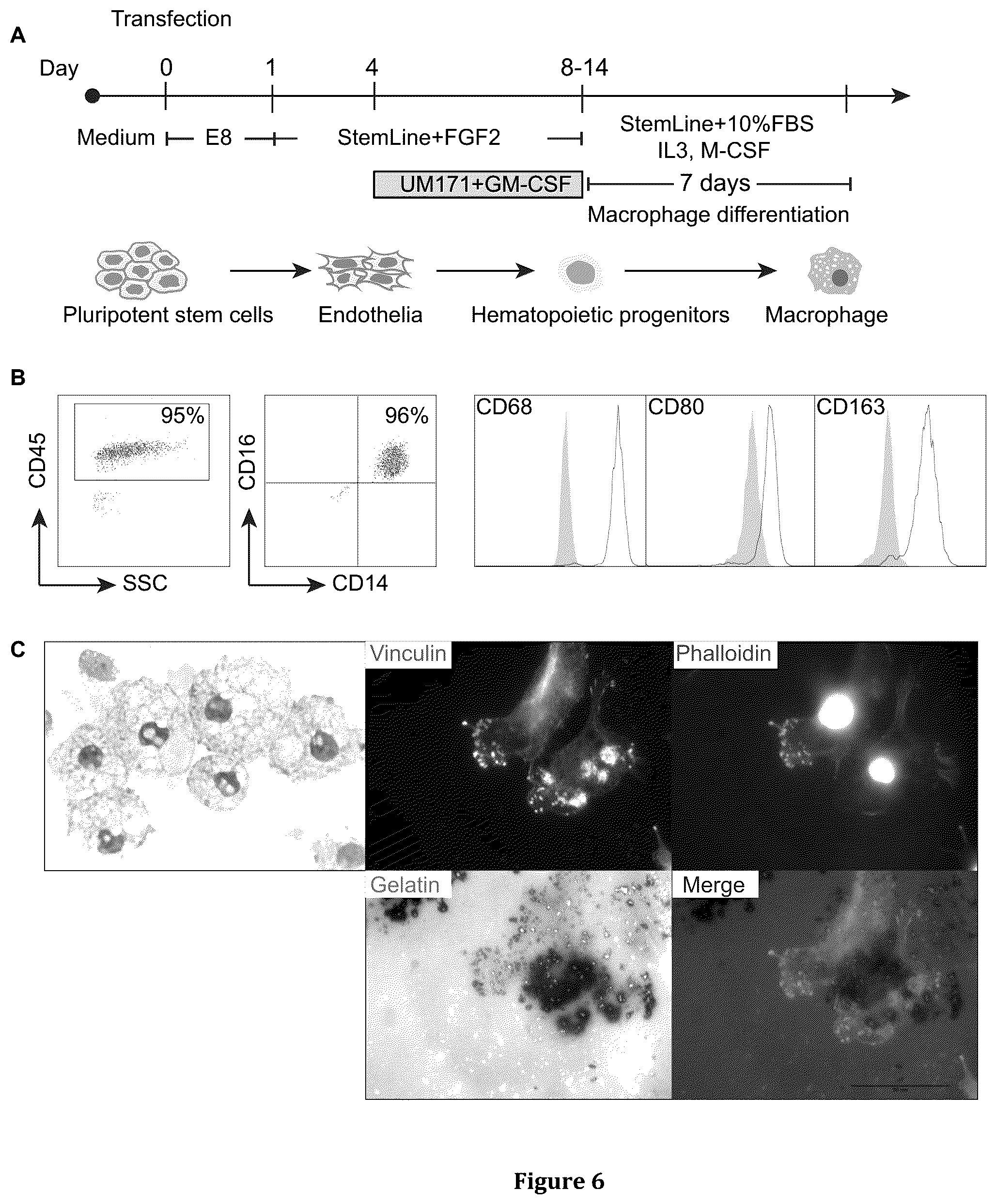 Patent US12410401 Figure 8 – Generation of functional neutrophils and macrophages from induced pluripotent stem cells in chemically defined conditions using transient expression of ETV2